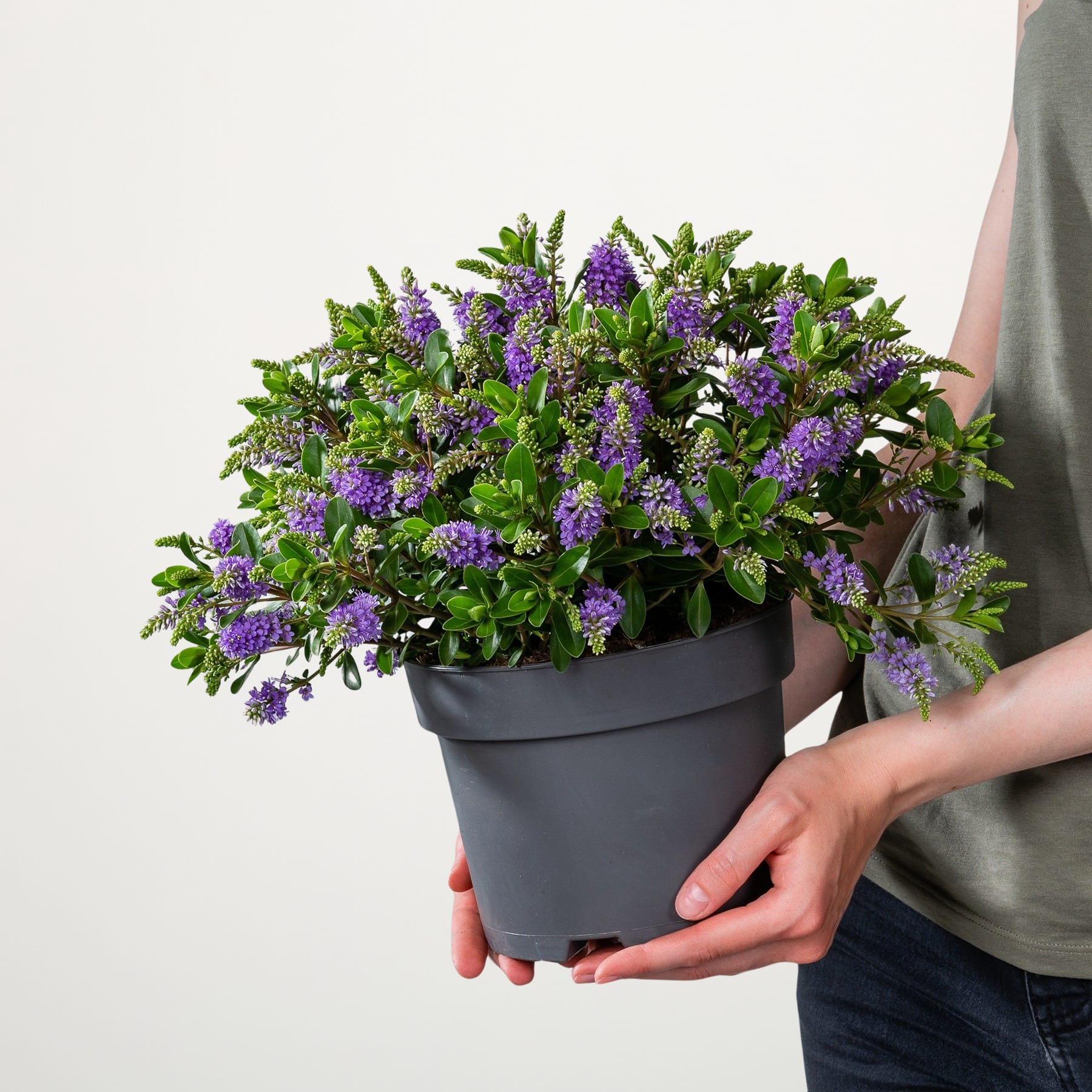 Eine Person hält vor einem schlichten weißen Hintergrund einen Strauß leuchtend violetter Blumen, wahrscheinlich Lavendel, in den Händen.