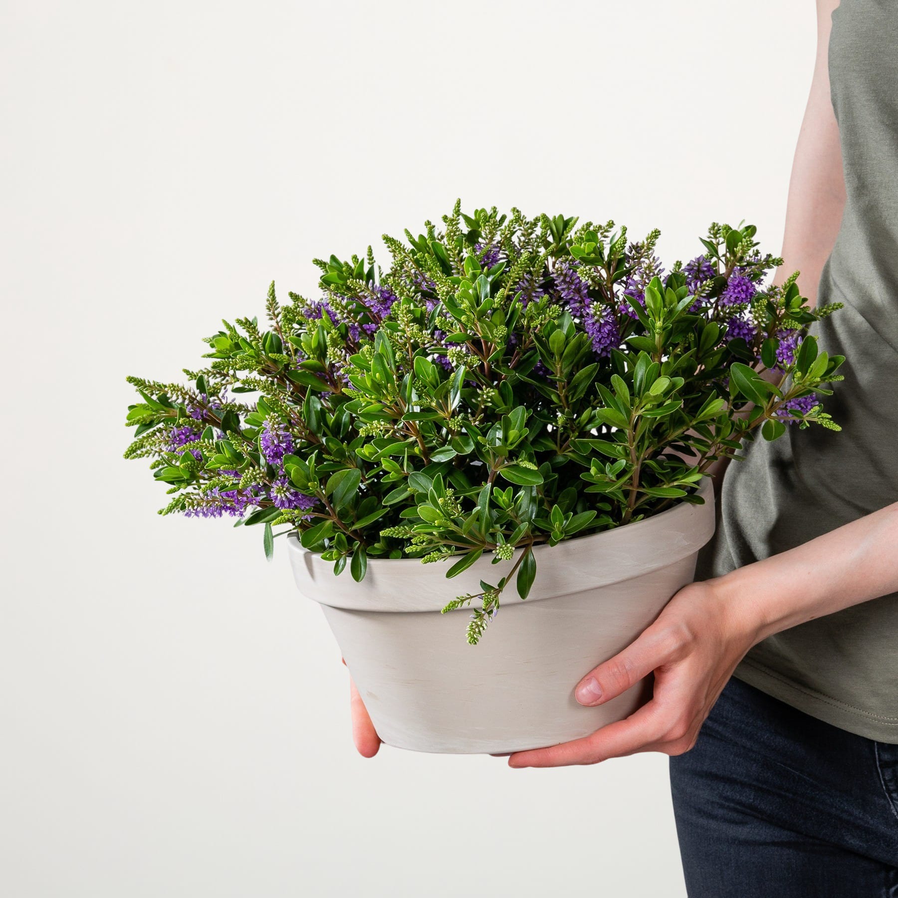 Die Hände einer Person halten eine Topfpflanze mit üppigem grünem Laub und leuchtend violetten Blüten vor einem schlichten weißen Hintergrund.