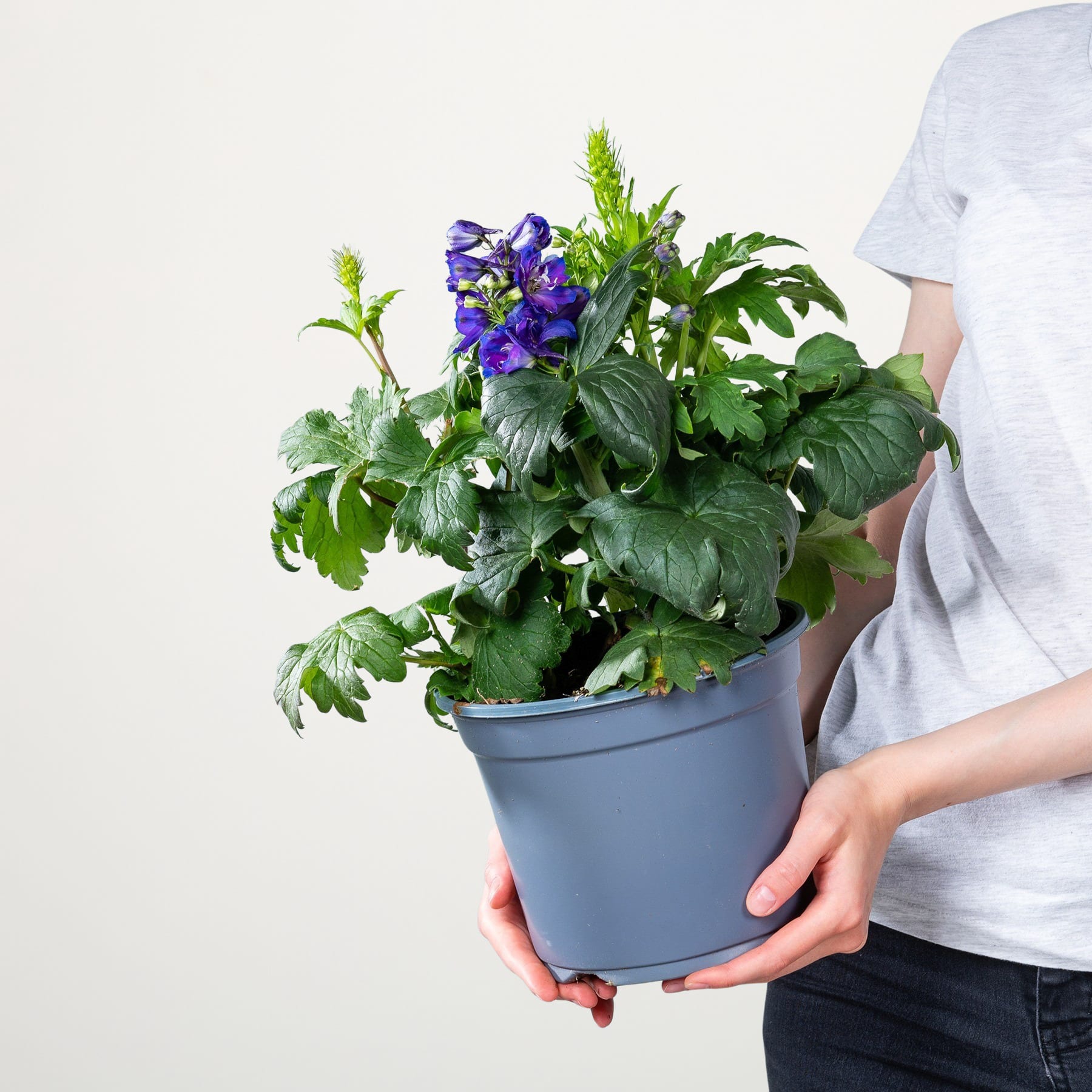 Die Hände einer Person halten eine Topfpflanze mit üppigen grünen Blättern und leuchtend violetten Blüten vor einem schlichten weißen Hintergrund.