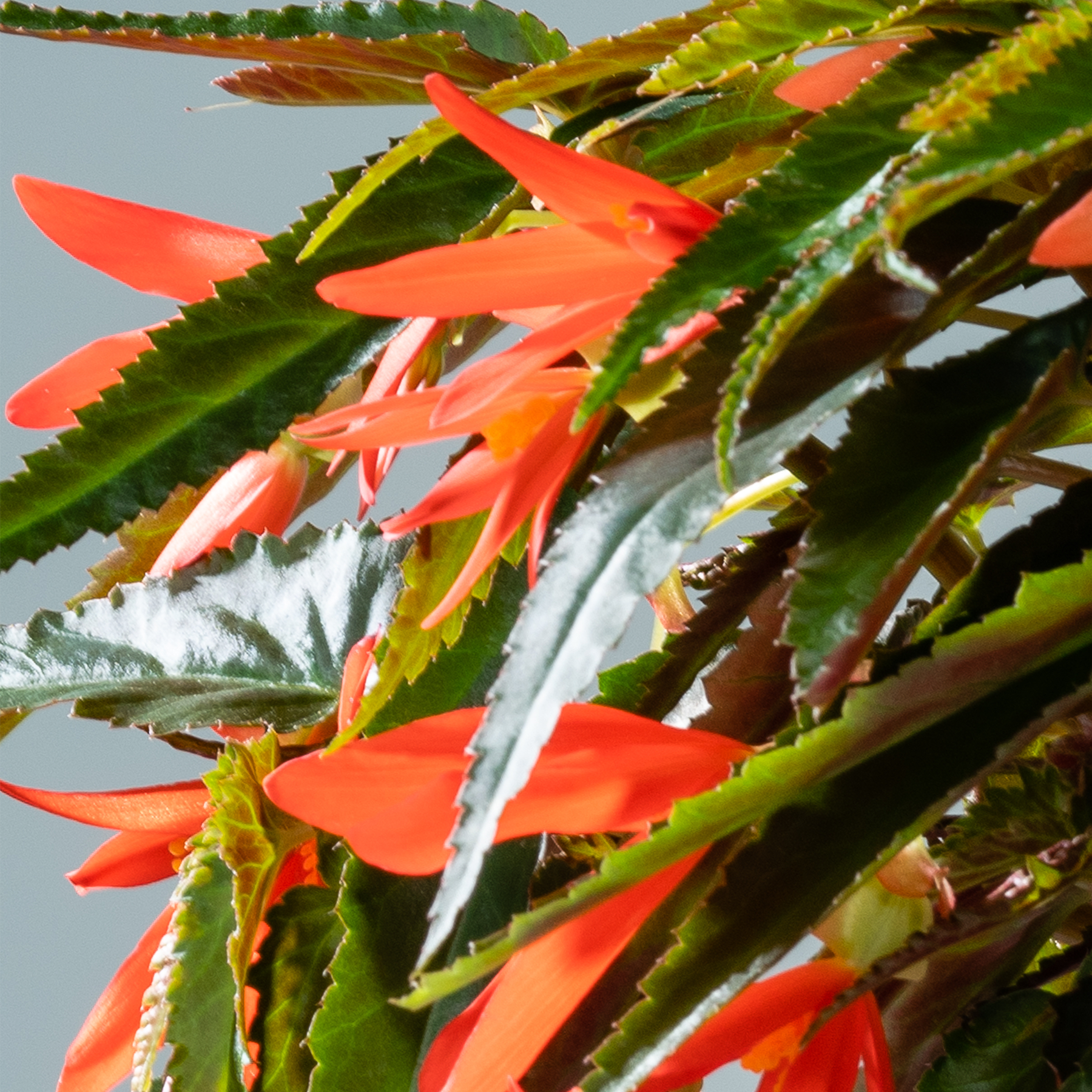 Leuchtend orangefarbene Blüten mit grünen Blättern und Stielen ragen aus einem üppigen, grünen Hintergrund hervor und schaffen eine optisch beeindruckende und fesselnde Szene.