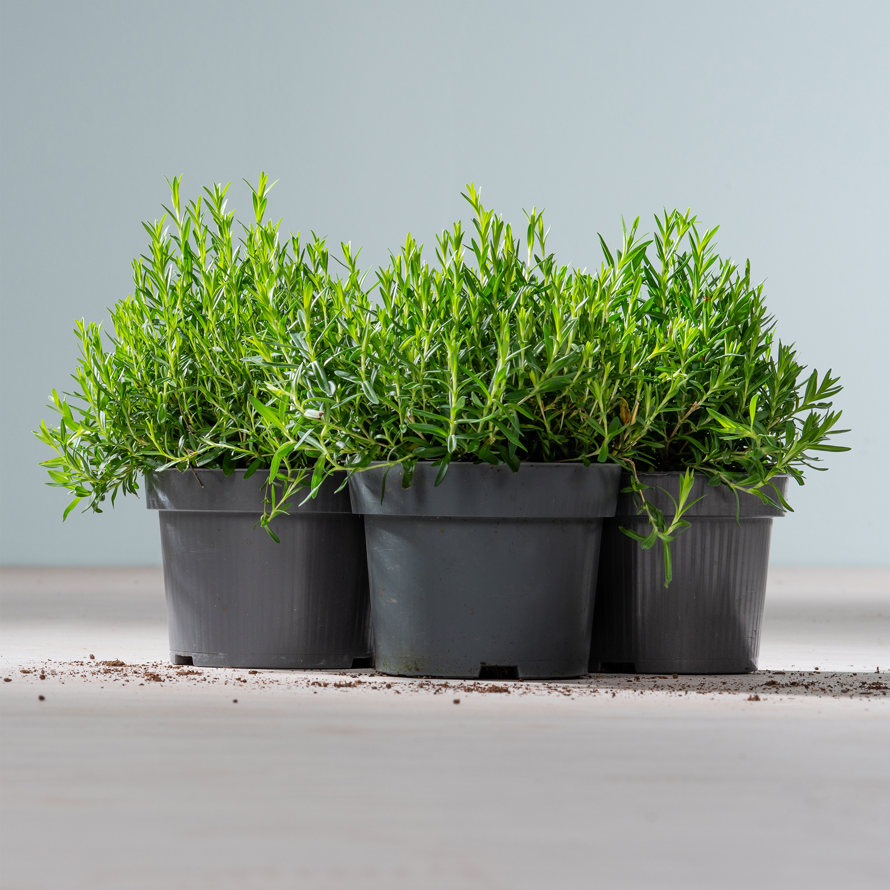 Das Bild zeigt mehrere schwarze Plastikbehälter, gefüllt mit üppigen, grünen Pflanzen, wahrscheinlich Kräutern oder kleinen Setzlingen, vor einem schlichten grauen Hintergrund.