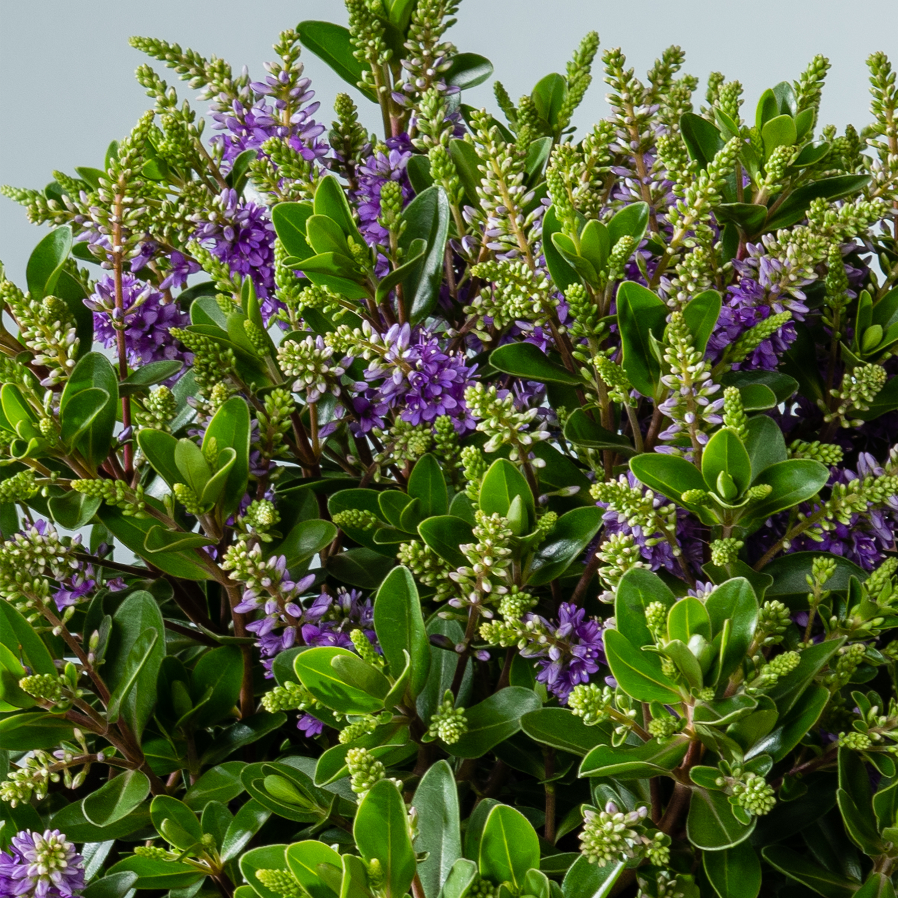 Ein üppiger, lebendiger Garten mit einer Vielzahl von grünem Laub und violetten Blumen, der eine optisch beeindruckende und harmonische Naturszene schafft.