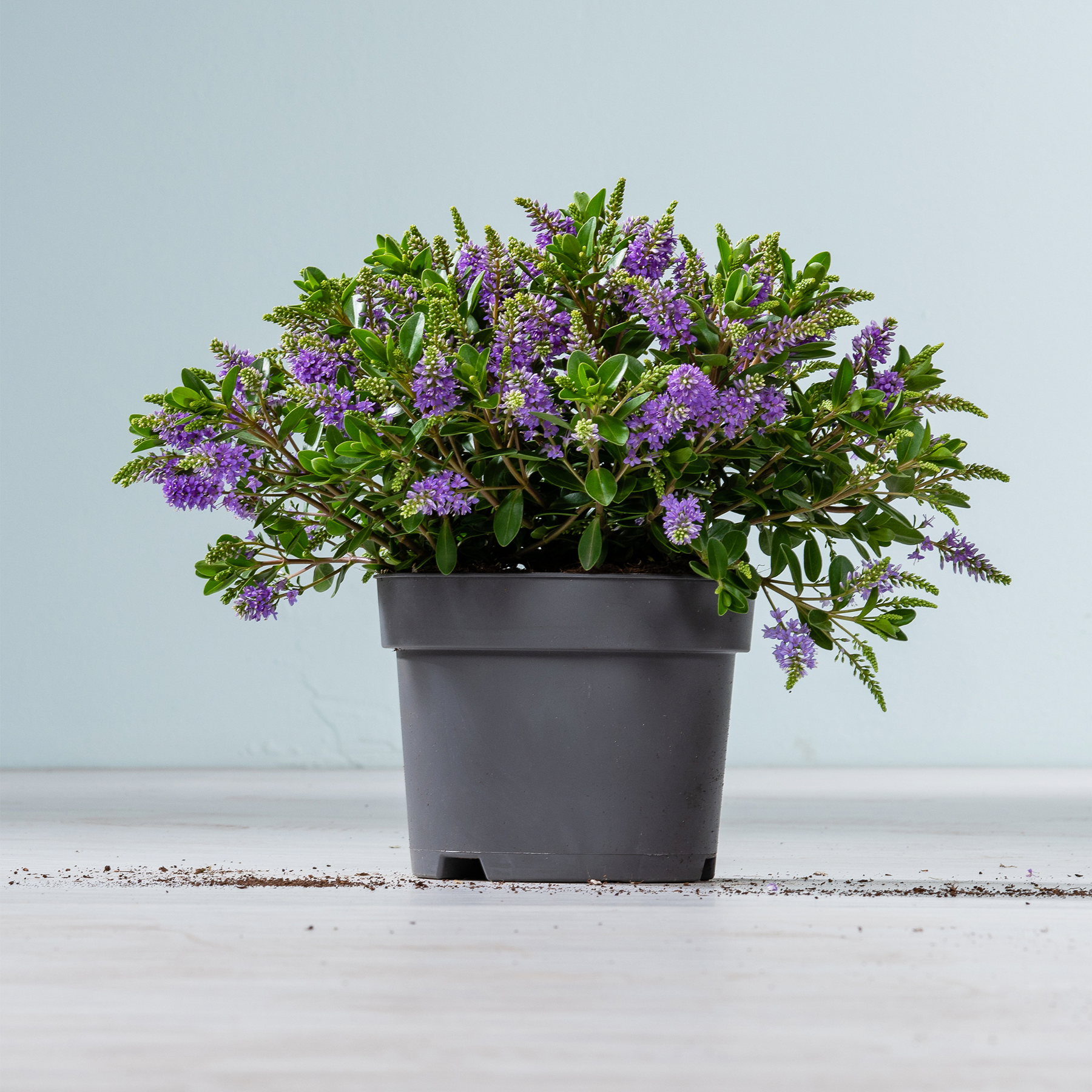 Eine Topfpflanze mit üppigem grünem Laub und leuchtend violetten Blüten steht auf einer Holzoberfläche vor einem schlichten Hintergrund.