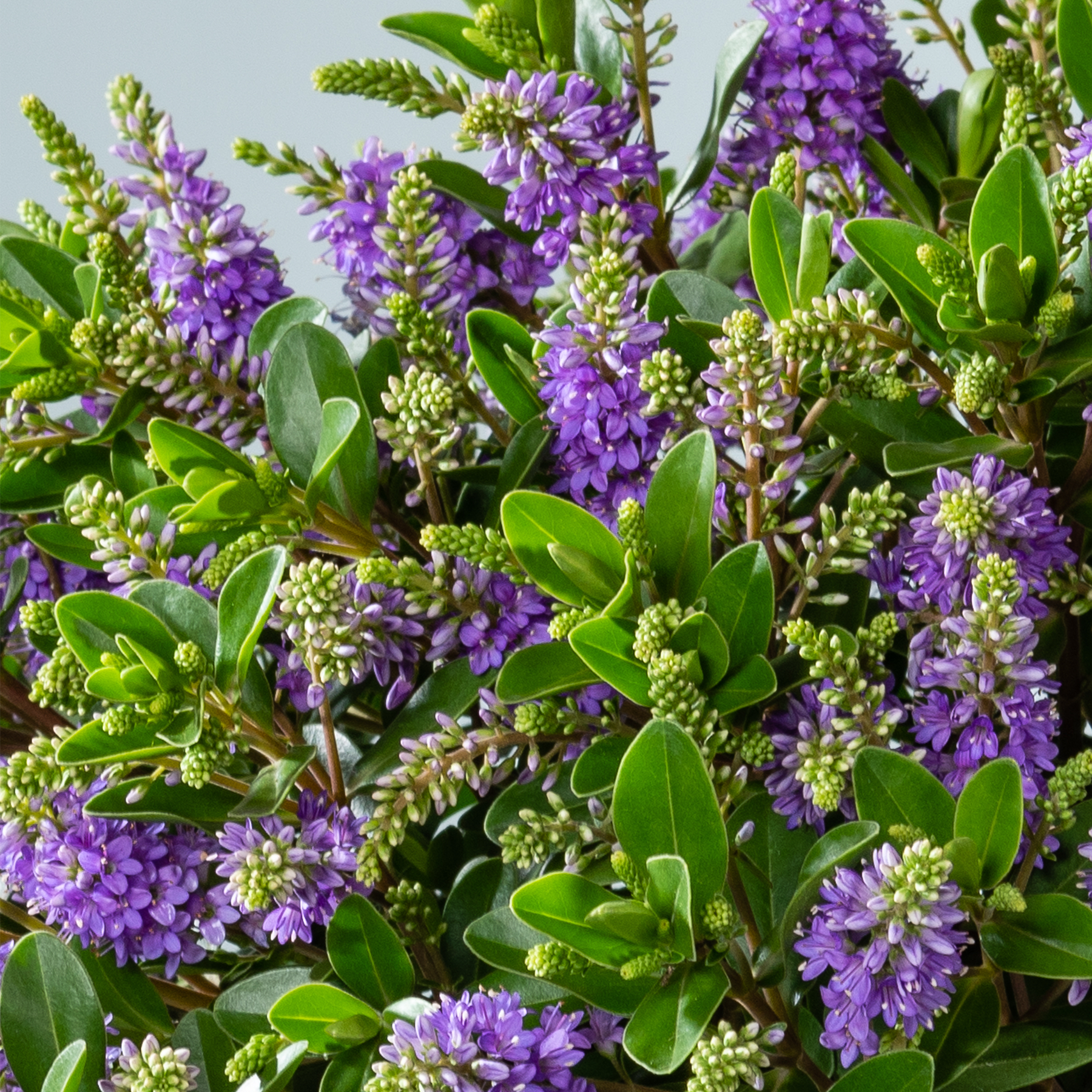 Eine lebendige Darstellung üppiger grüner Blätter und zarter violetter Blüten, die eine bezaubernde Naturszene schaffen.