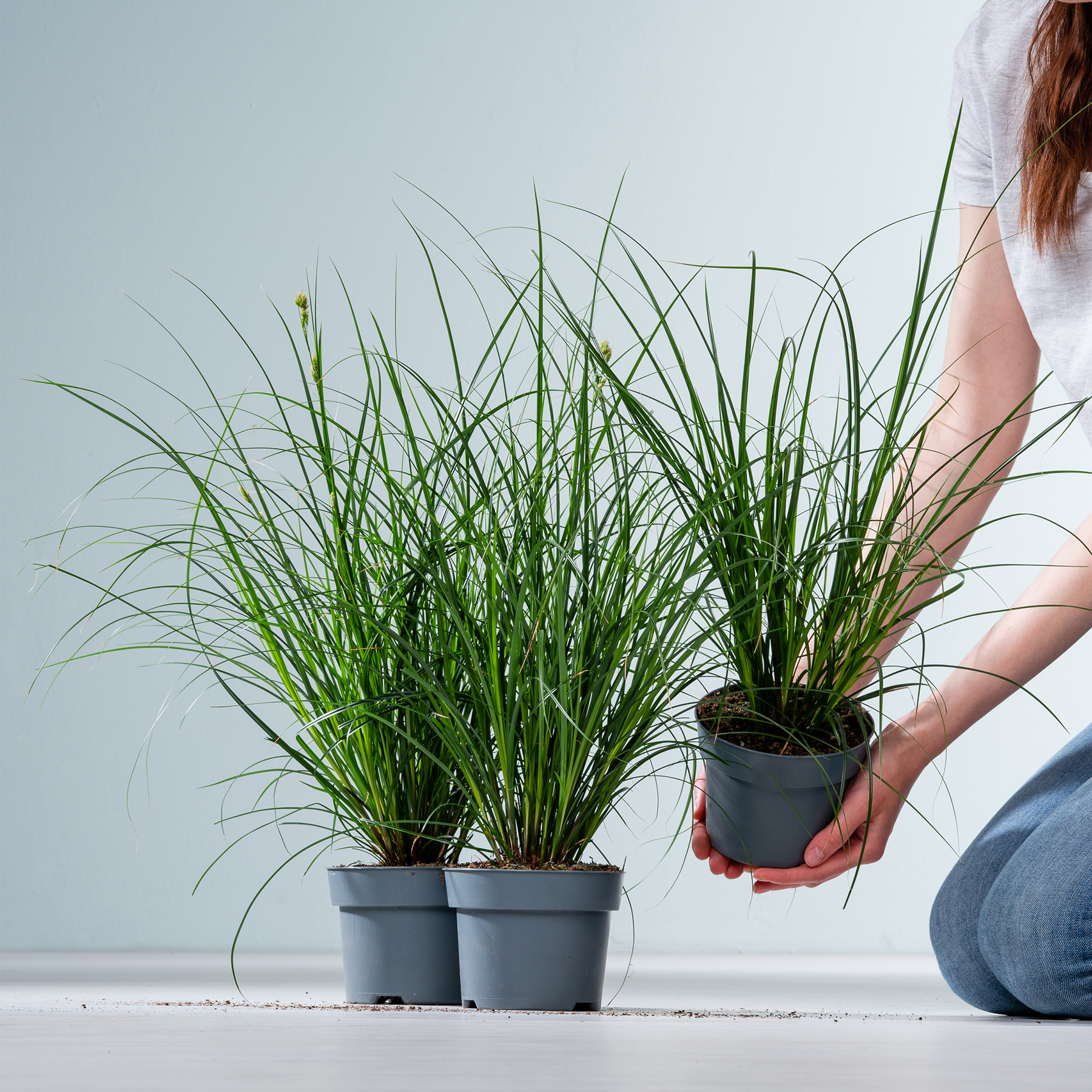 Das Bild zeigt mehrere Topfpflanzen mit hohen, schlanken grünen Blättern, die eine Person vor einem schlichten Hintergrund in den Händen hält.