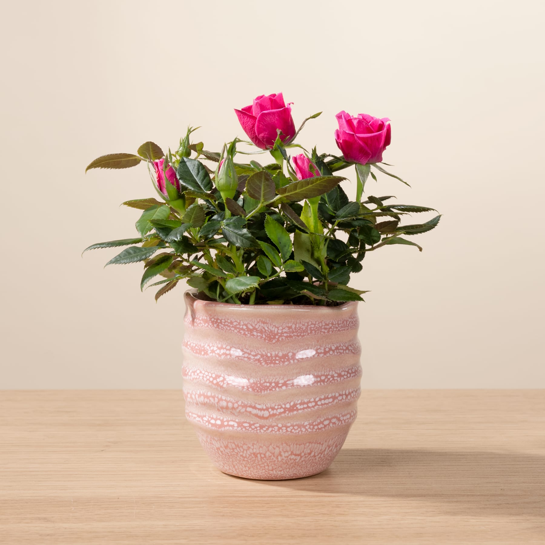Eine Topfpflanze mit leuchtend rosa Rosen steht auf einem Holztisch vor einem schlichten beigen Hintergrund.