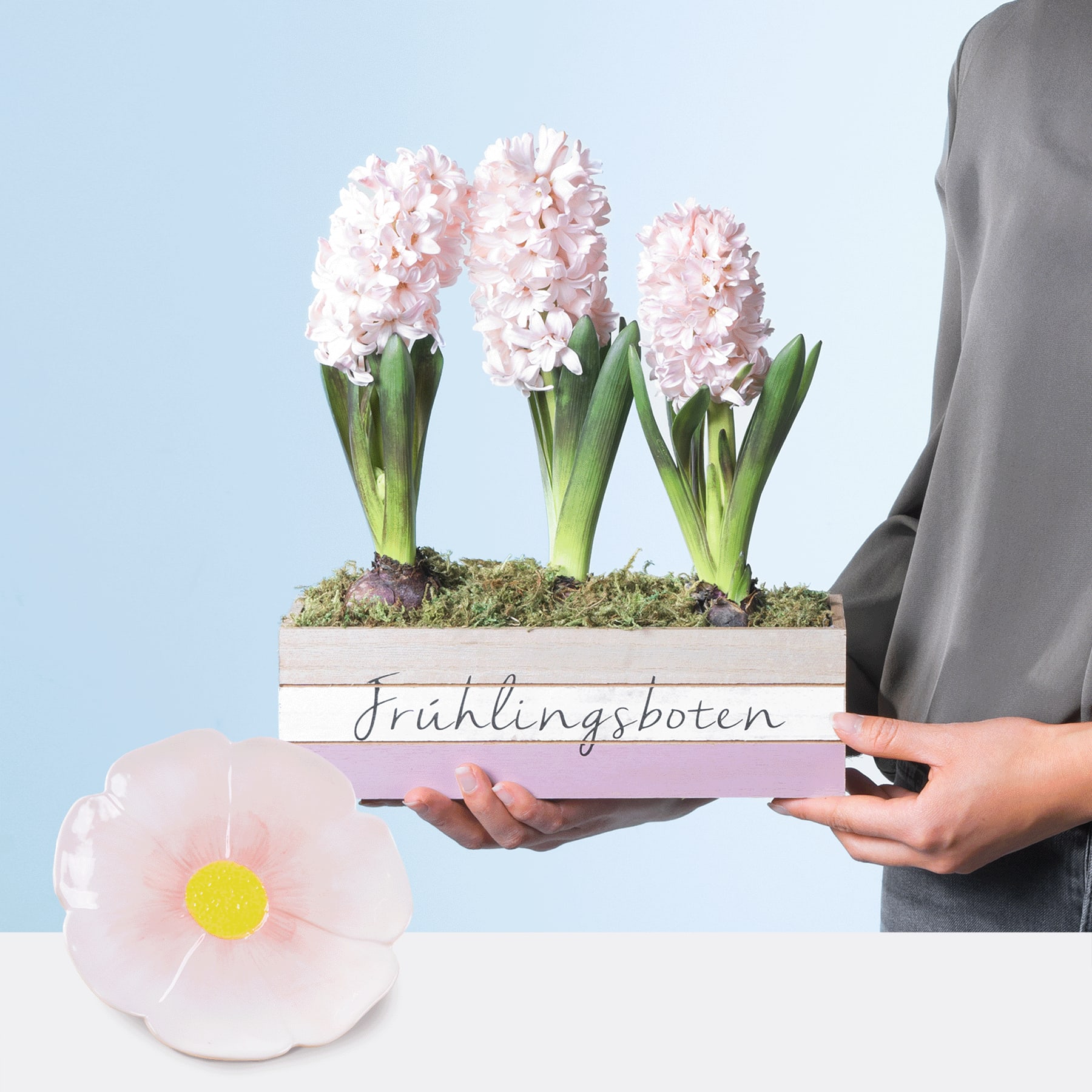 Das Bild zeigt eine Holzkiste mit mehreren rosa Hyazinthenblüten und einem Etikett mit der Aufschrift „Frühlingsboten“ vor hellblauem Hintergrund.