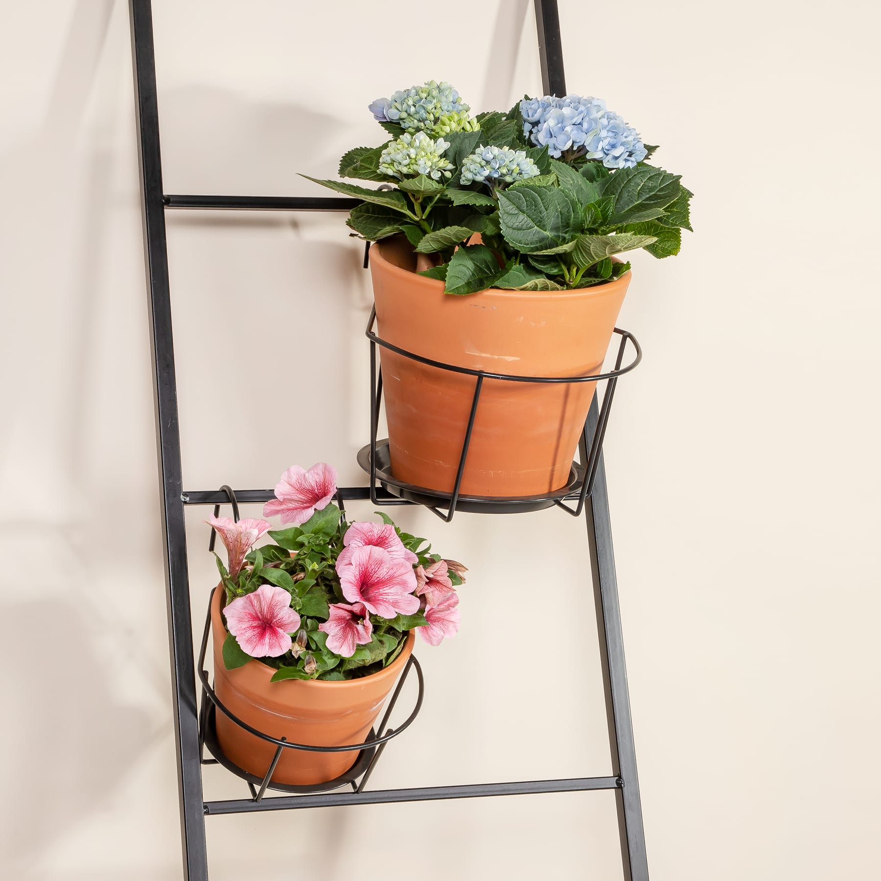 Das Bild zeigt ein Metallregal mit zwei Topfpflanzen darauf, eine mit blauen und grünen Hortensienblüten und die andere mit rosa und weißen Blüten, wahrscheinlich Petunien oder ähnlichem.