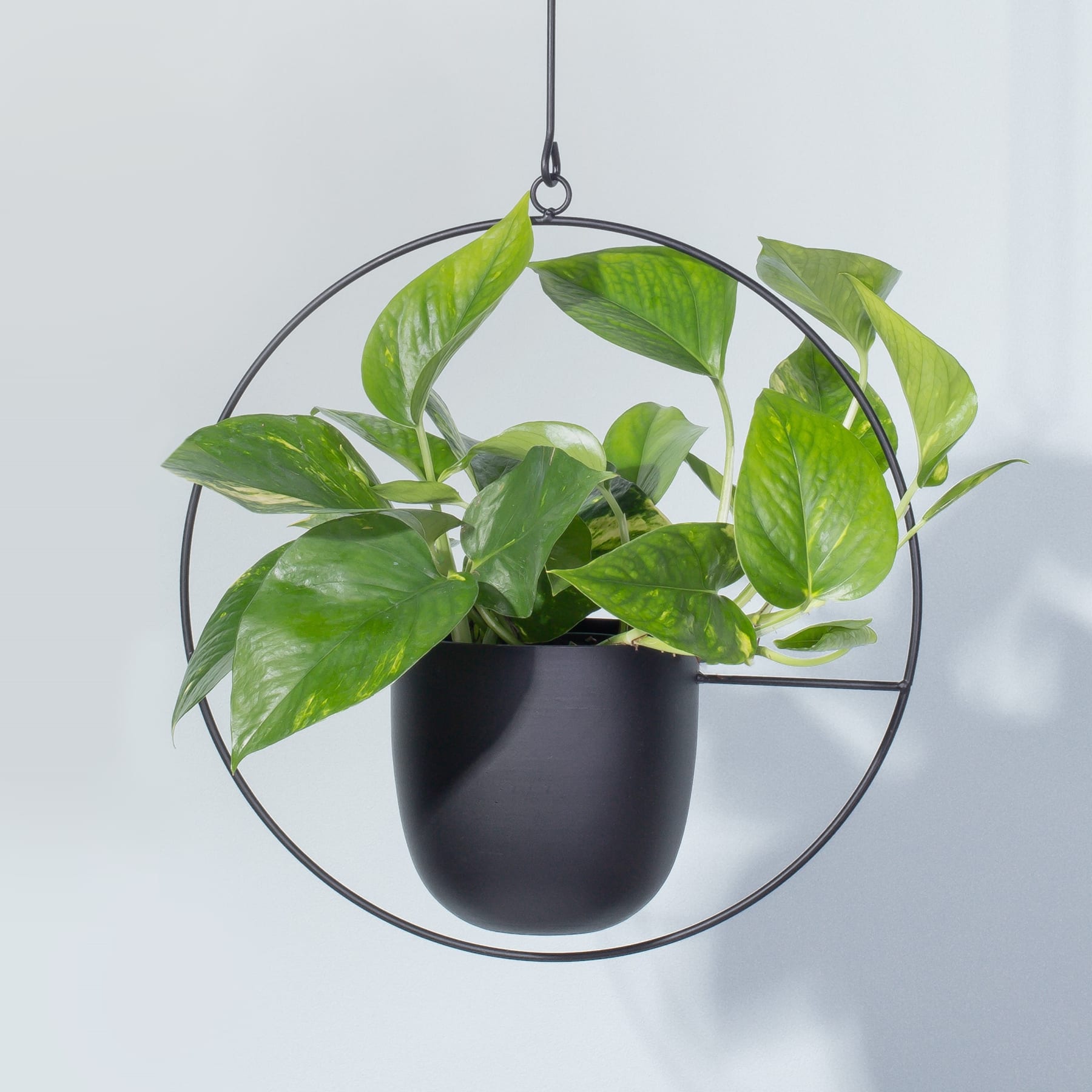 Ein hängender Blumentopf mit üppigen grünen Blättern, die vor einem schlichten, hellen Hintergrund schweben.