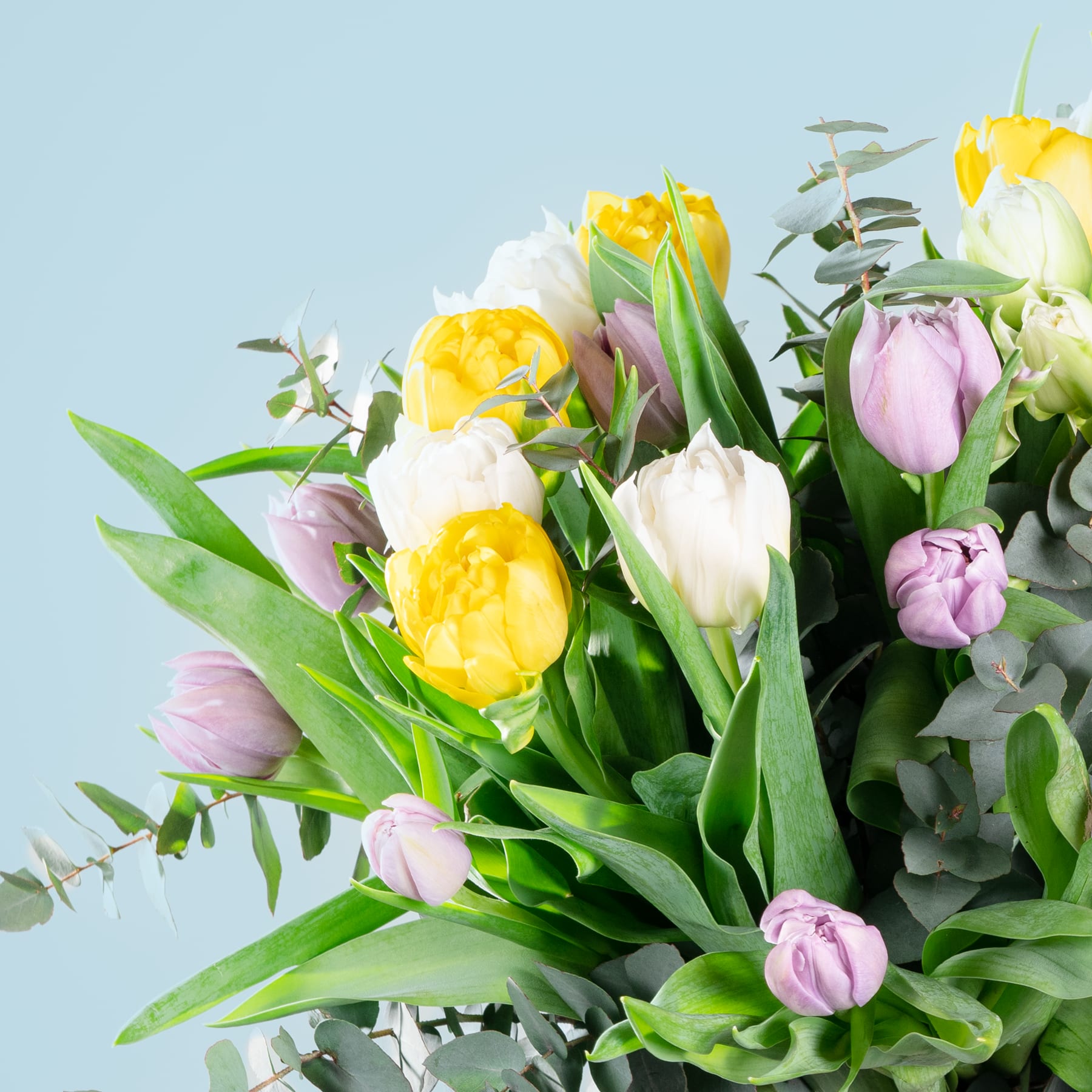 Ein leuchtender Strauß gelber und rosa Tulpen vor einem sanften blauen Hintergrund, der eine heitere und farbenfrohe Szene schafft.