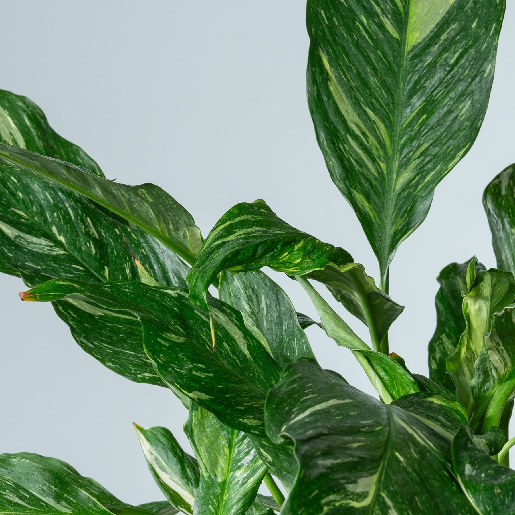 Üppige, leuchtend grüne Blätter mit komplizierten Mustern und Texturen füllen den Rahmen und schaffen eine faszinierende Naturszene vor einem schlichten Hintergrund.