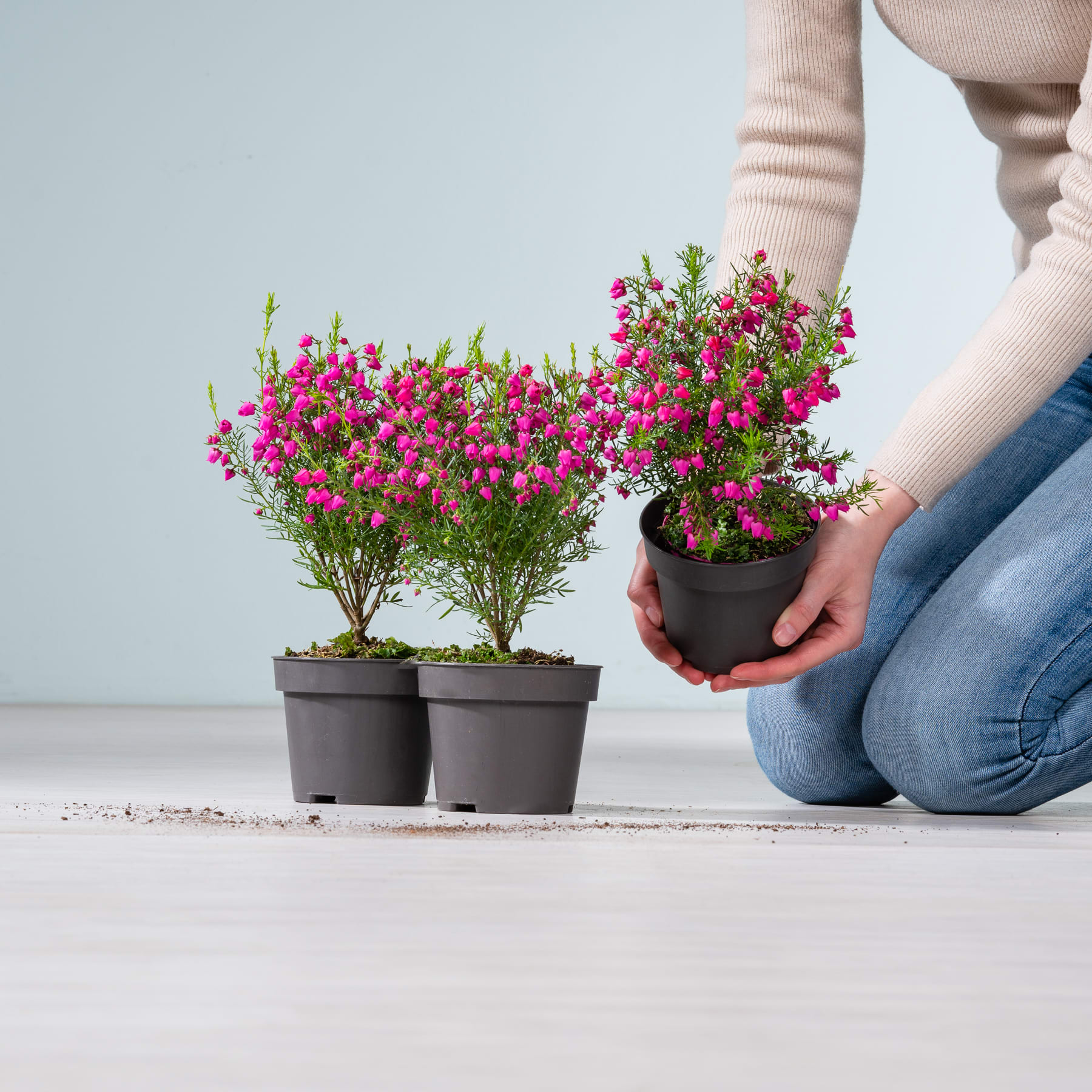 Das Bild zeigt die Hände einer Person, die vor einem schlichten Hintergrund zwei Topfpflanzen mit leuchtend rosa Blüten hält.