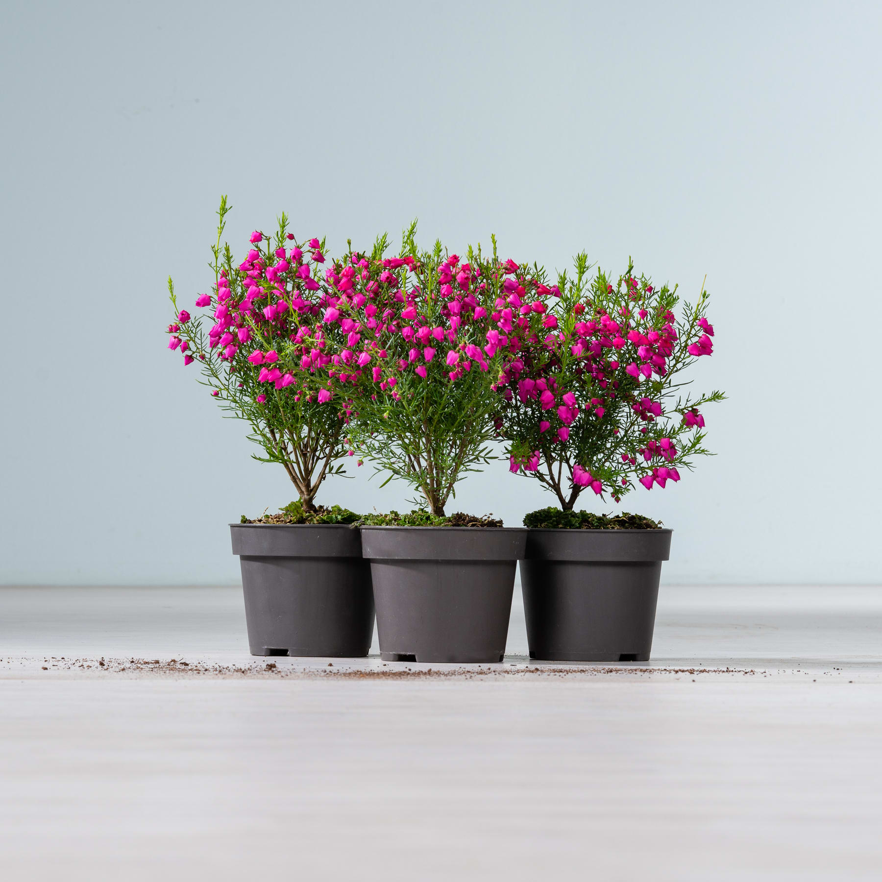 Drei Topfpflanzen mit leuchtend rosa Blüten stehen auf einer Holzoberfläche vor einem schlichten Hintergrund.