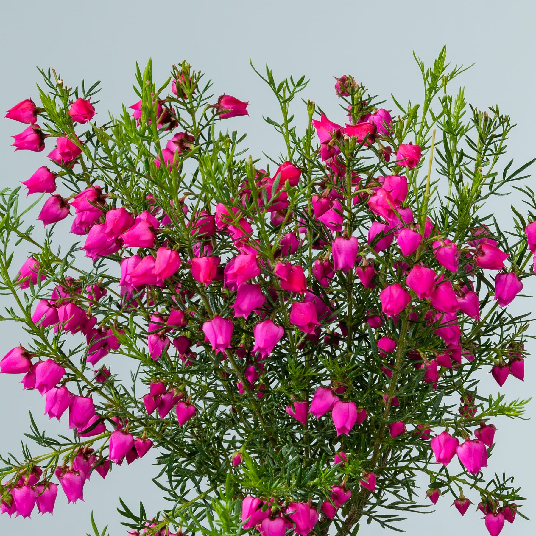 Ein leuchtender Strauß rosafarbener glockenförmiger Blumen, umgeben von üppigem grünem Laub vor einem hellblauen Himmel.