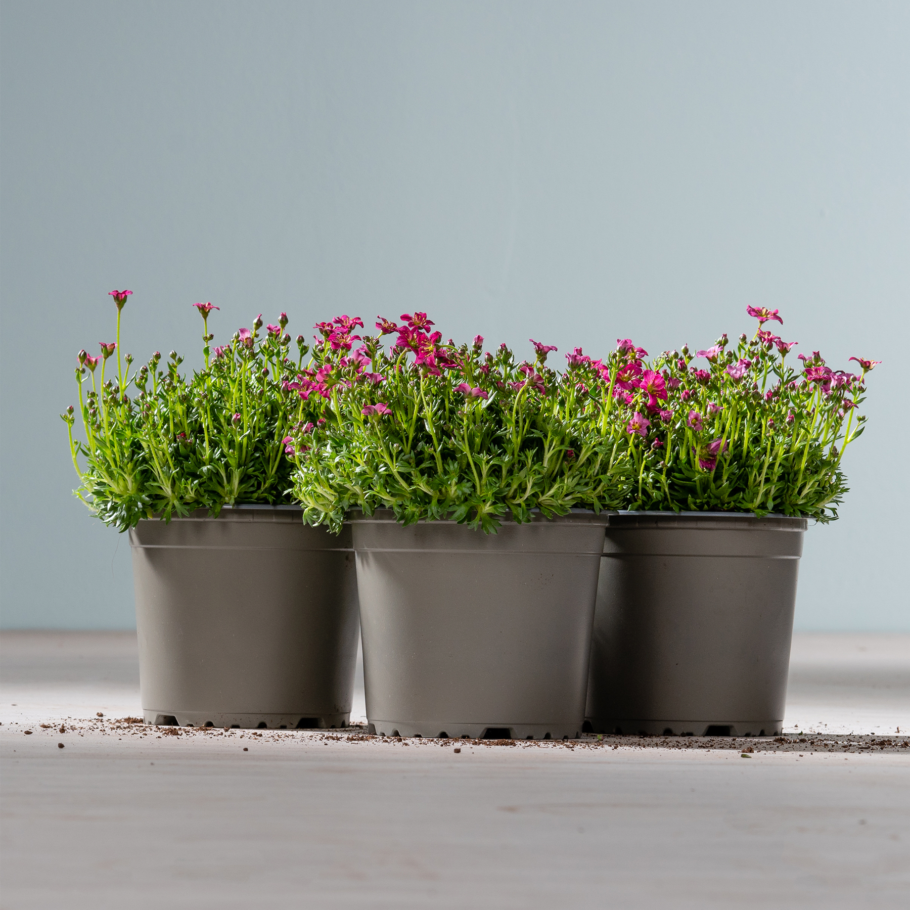 Drei schwarze Pflanzgefäße mit üppigem grünem Laub und leuchtend rosa Blüten stehen auf einer Holzoberfläche vor einem schlichten grauen Hintergrund.