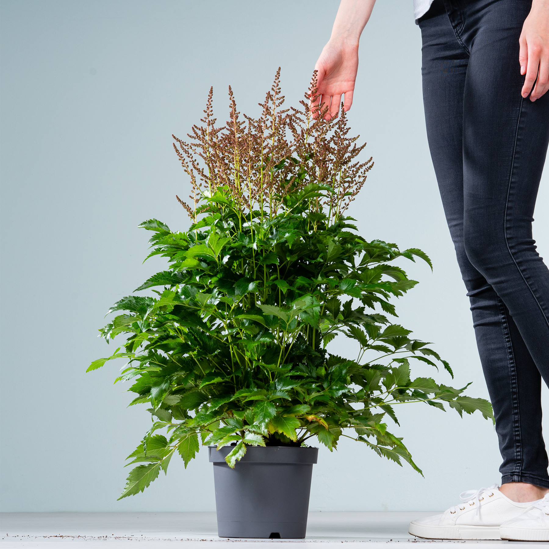 Im Vordergrund steht eine Topfpflanze mit üppigen grünen Blättern und zarten rosa Blüten, während im Hintergrund die Beine und Füße einer Person zu sehen sind.