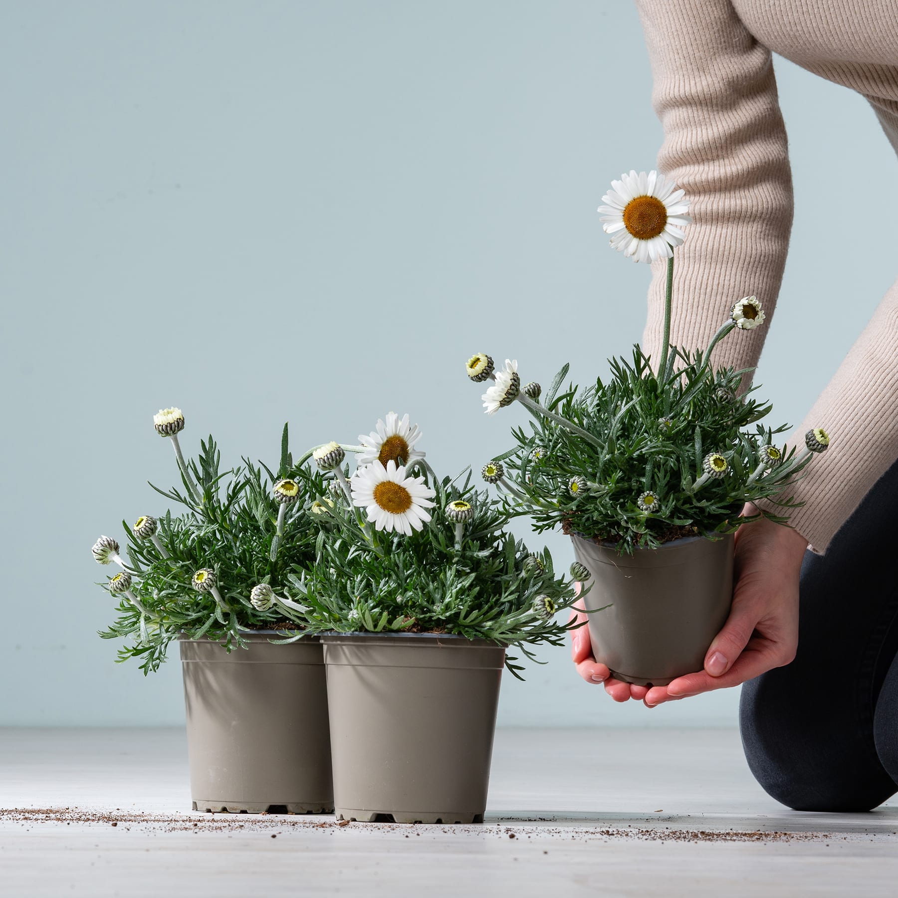 Das Bild zeigt die Hände einer Person, die vor einem schlichten Hintergrund zwei Topfpflanzen mit weißen, gänseblümchenartigen Blüten und grünem Laub hält.