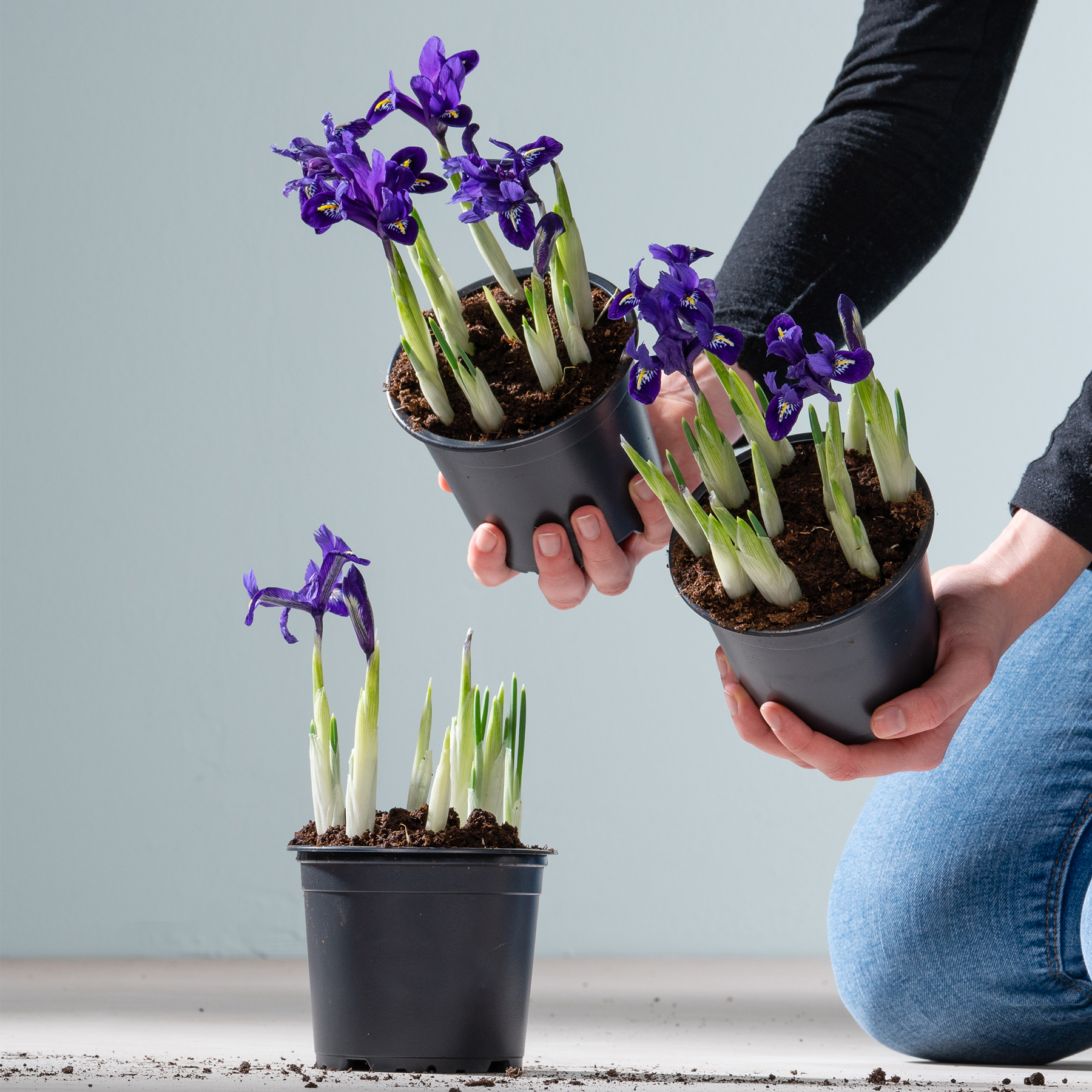 Das Bild zeigt mehrere Topfpflanzen mit leuchtend violetten Blüten, die von einer Person in dunkler Kleidung vor einem schlichten Hintergrund in den Händen gehalten werden.