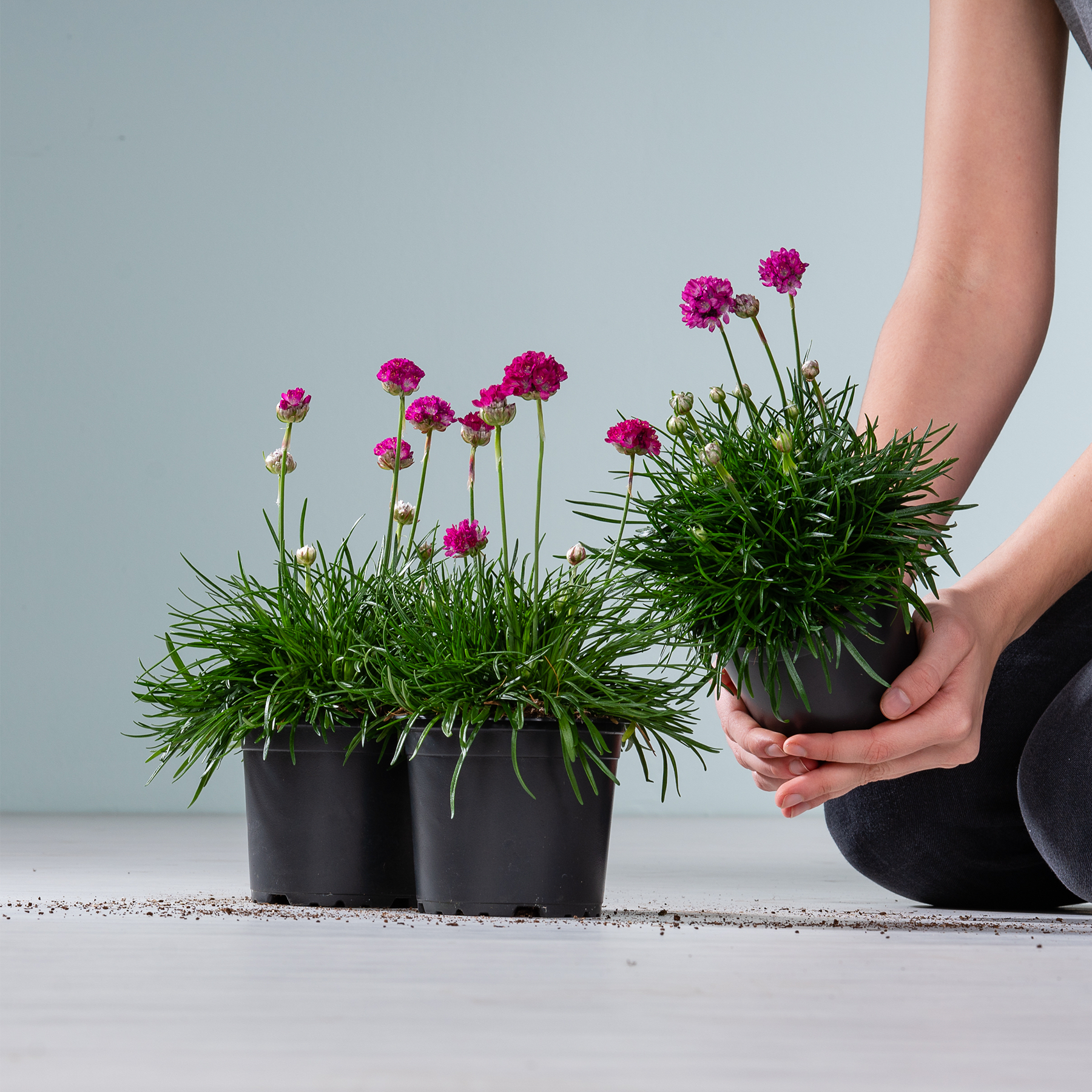 Das Bild zeigt mehrere Topfpflanzen mit leuchtend rosa Blüten vor einem schlichten grauen Hintergrund, wobei im Vordergrund eine Person eine der Topfpflanzen mit den Händen hält.