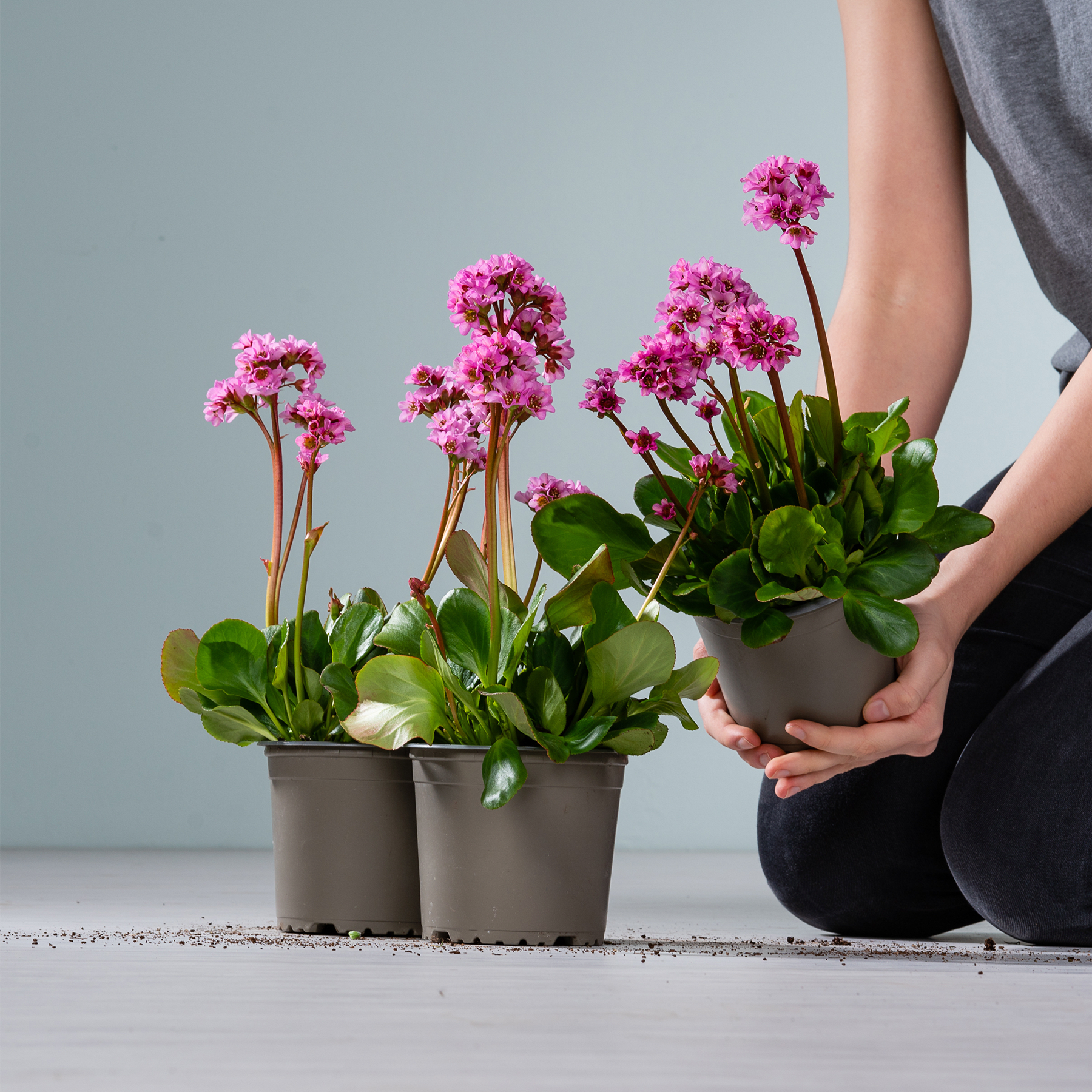 Das Bild zeigt mehrere rosafarbene Primelblüten in Töpfen auf grauem Hintergrund. Einer der Töpfe wird von einer Person in den Händen gehalten.