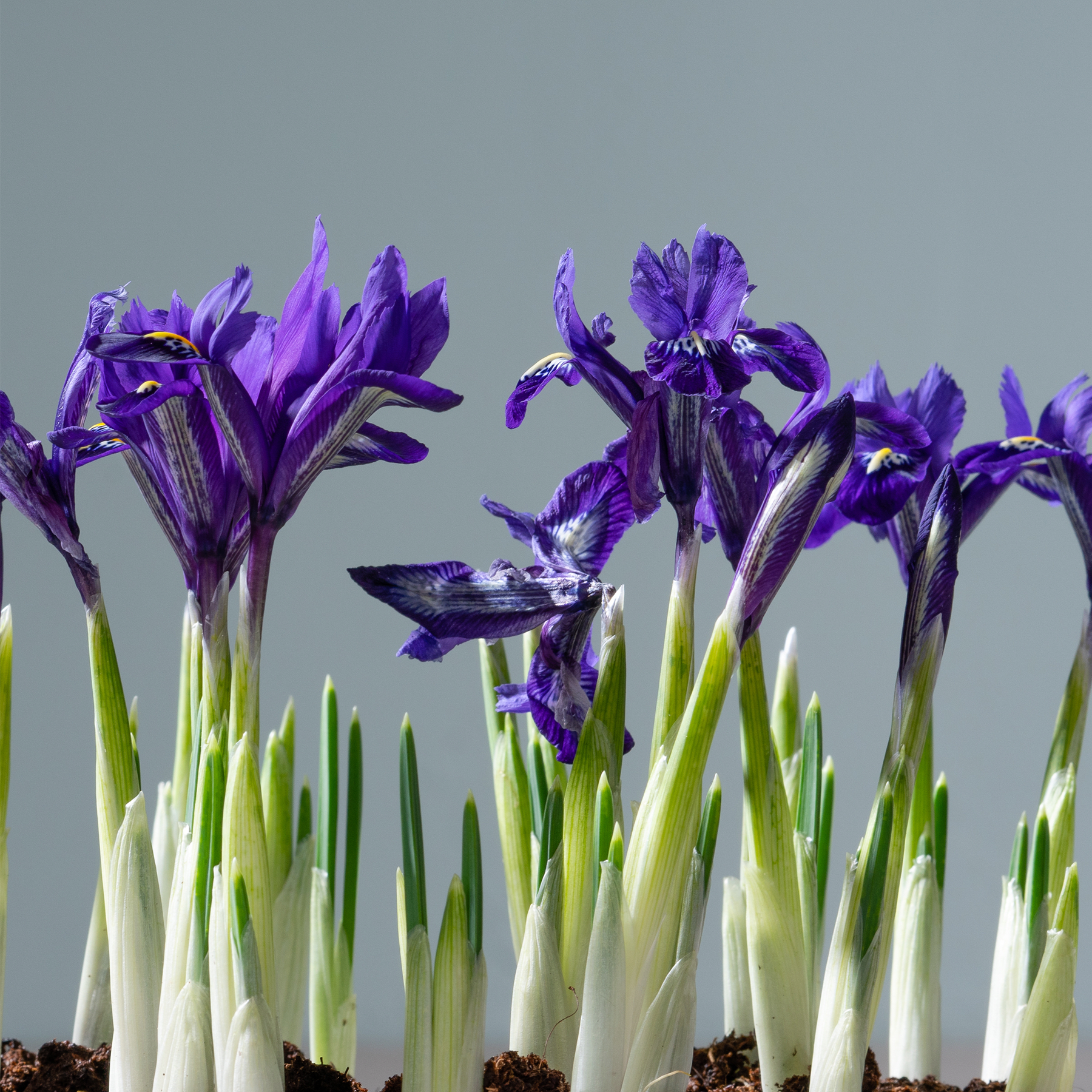 Leuchtend violette Schwertlilien mit grünen Stielen und Blättern heben sich von einem gedämpften grauen Hintergrund ab und ergeben eine eindrucksvolle und optisch ansprechende Komposition.