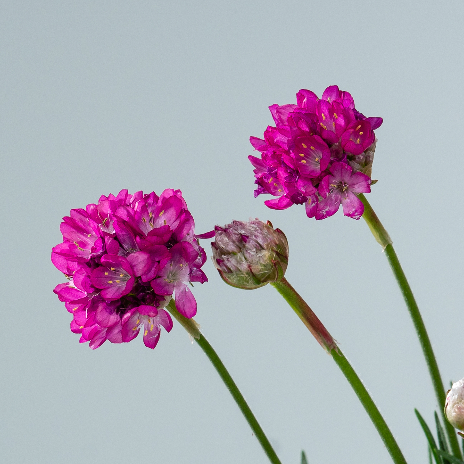 Leuchtend rosa Blüten mit üppigen Blütenblättern heben sich von einem ruhigen grauen Hintergrund ab und erzeugen einen auffälligen visuellen Kontrast.