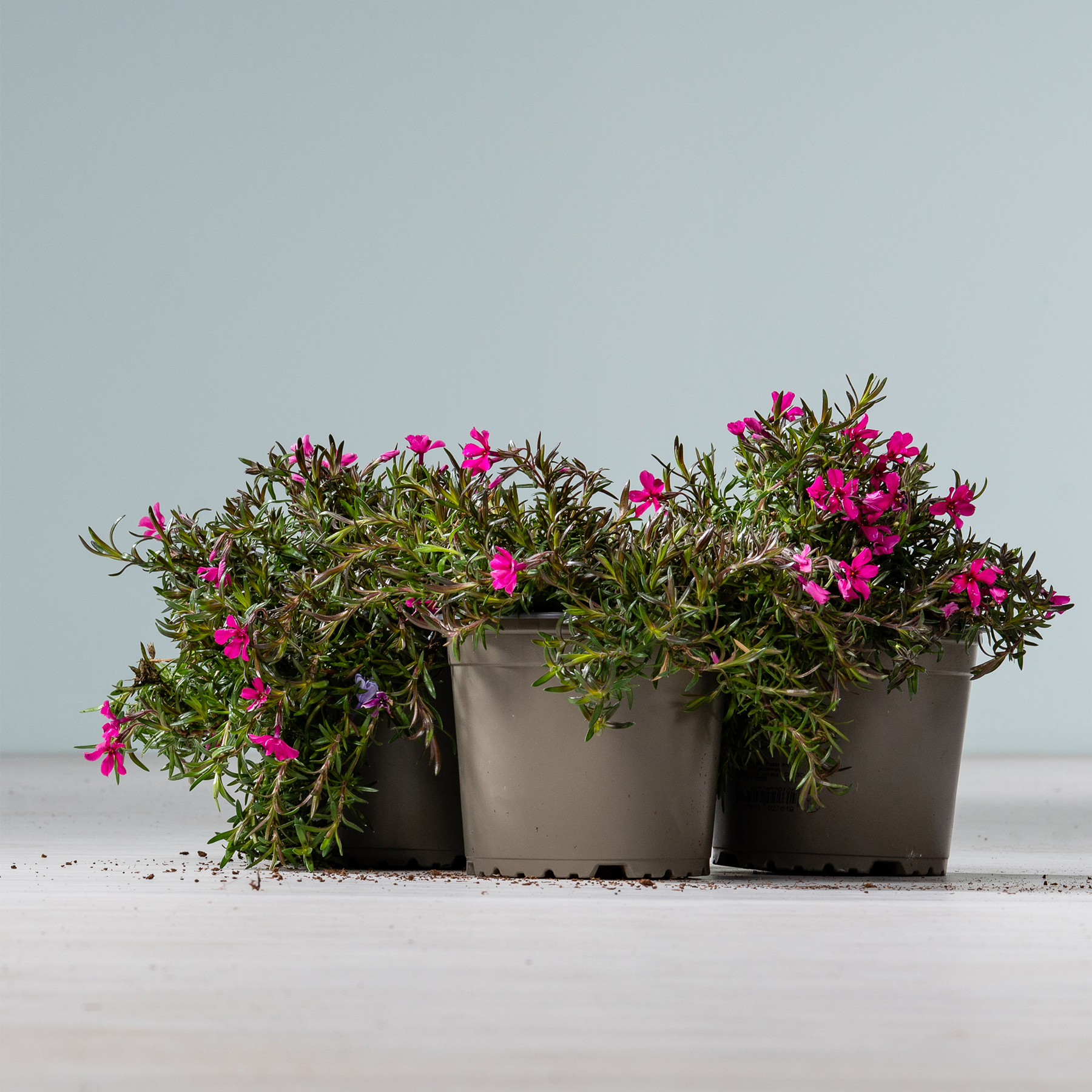 Drei Topfpflanzen mit leuchtend rosa Blüten stehen auf einer schlichten Fläche vor einem hellblaugrauen Hintergrund.