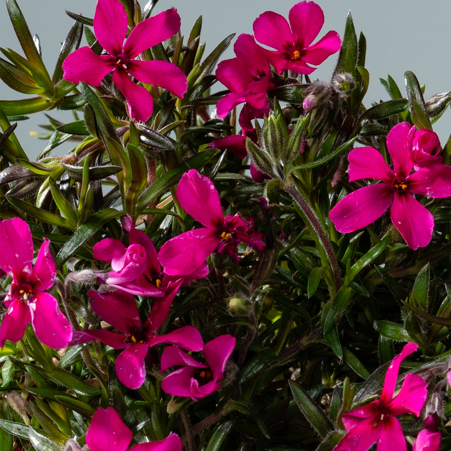Kräftige, fuchsiafarbene Blumen mit zarten Blütenblättern blühen inmitten üppiger grüner Blätter vor der Kulisse eines klaren Himmels.