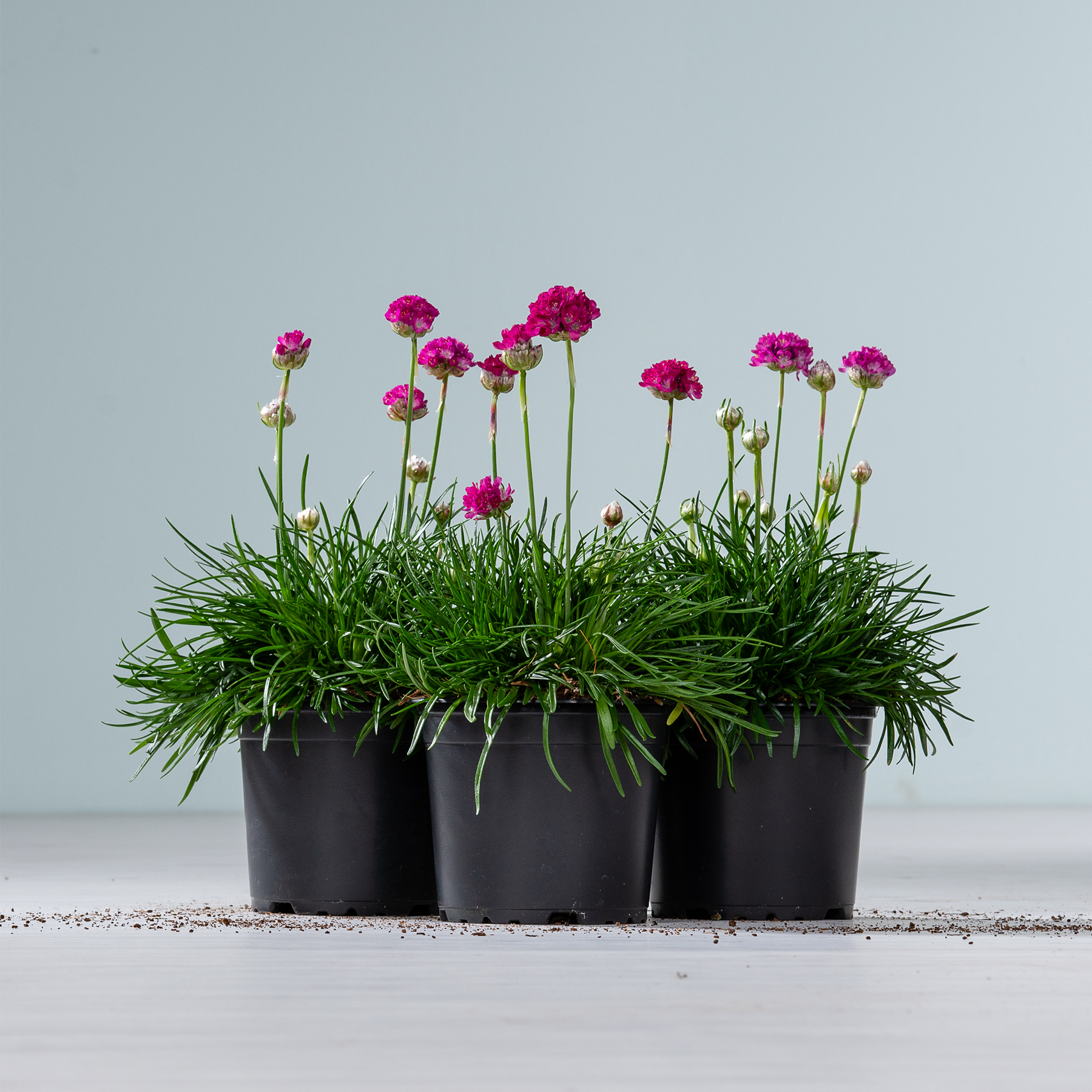 Das Bild zeigt mehrere Topfpflanzen mit leuchtend rosa Blüten, die in einer Reihe auf einer grauen Fläche vor einem hellblauen Hintergrund wachsen.