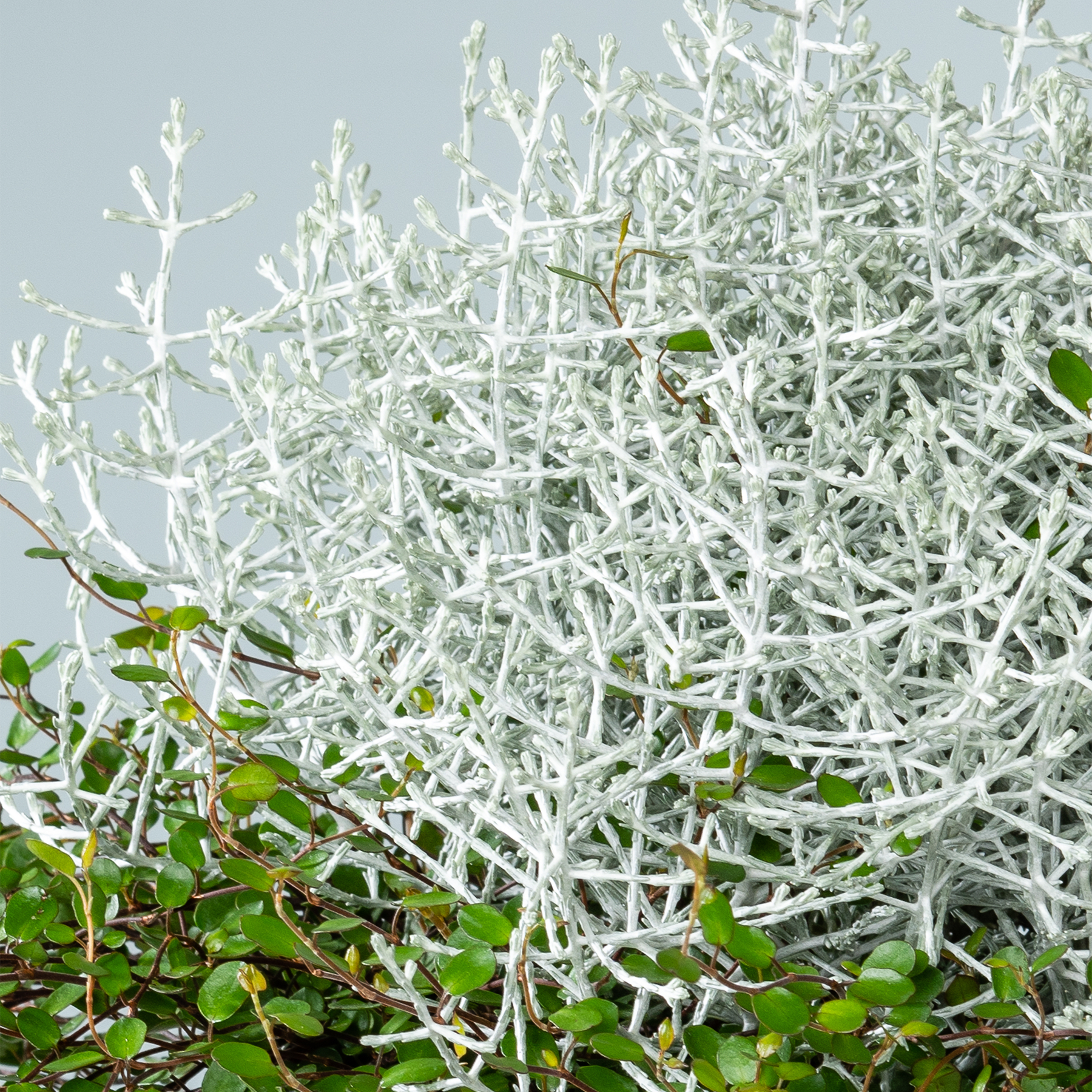 Eine dichte Ansammlung schneebedeckter Zweige bildet einen Kontrast zum grünen Laub im Vordergrund und schafft so eine eindrucksvolle Winterlandschaft.