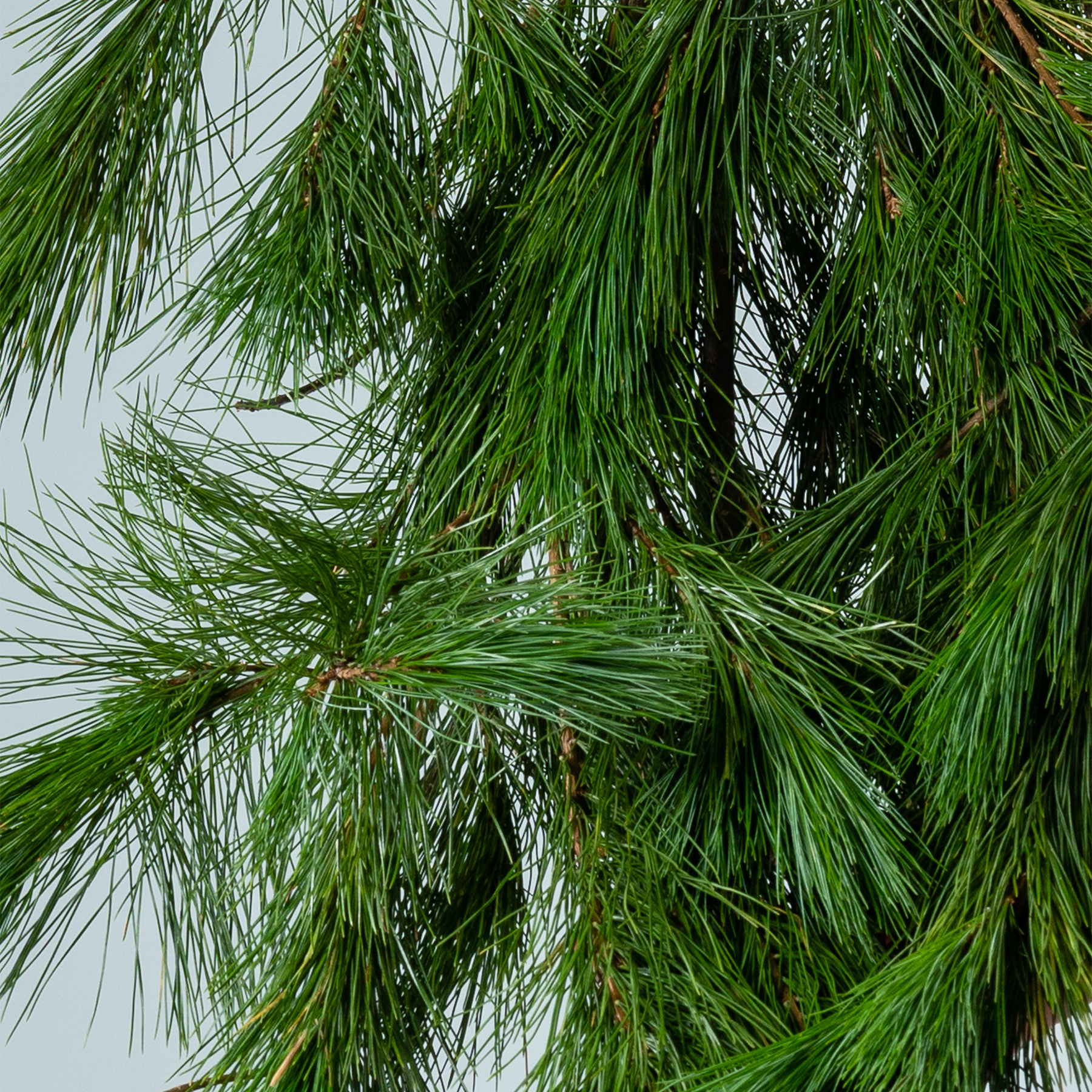 Üppige, grüne Kiefernzweige mit leuchtend grünen Nadeln füllen den Rahmen und erzeugen ein dichtes, strukturiertes Laub vor einem verschwommenen, dunstigen Hintergrund.