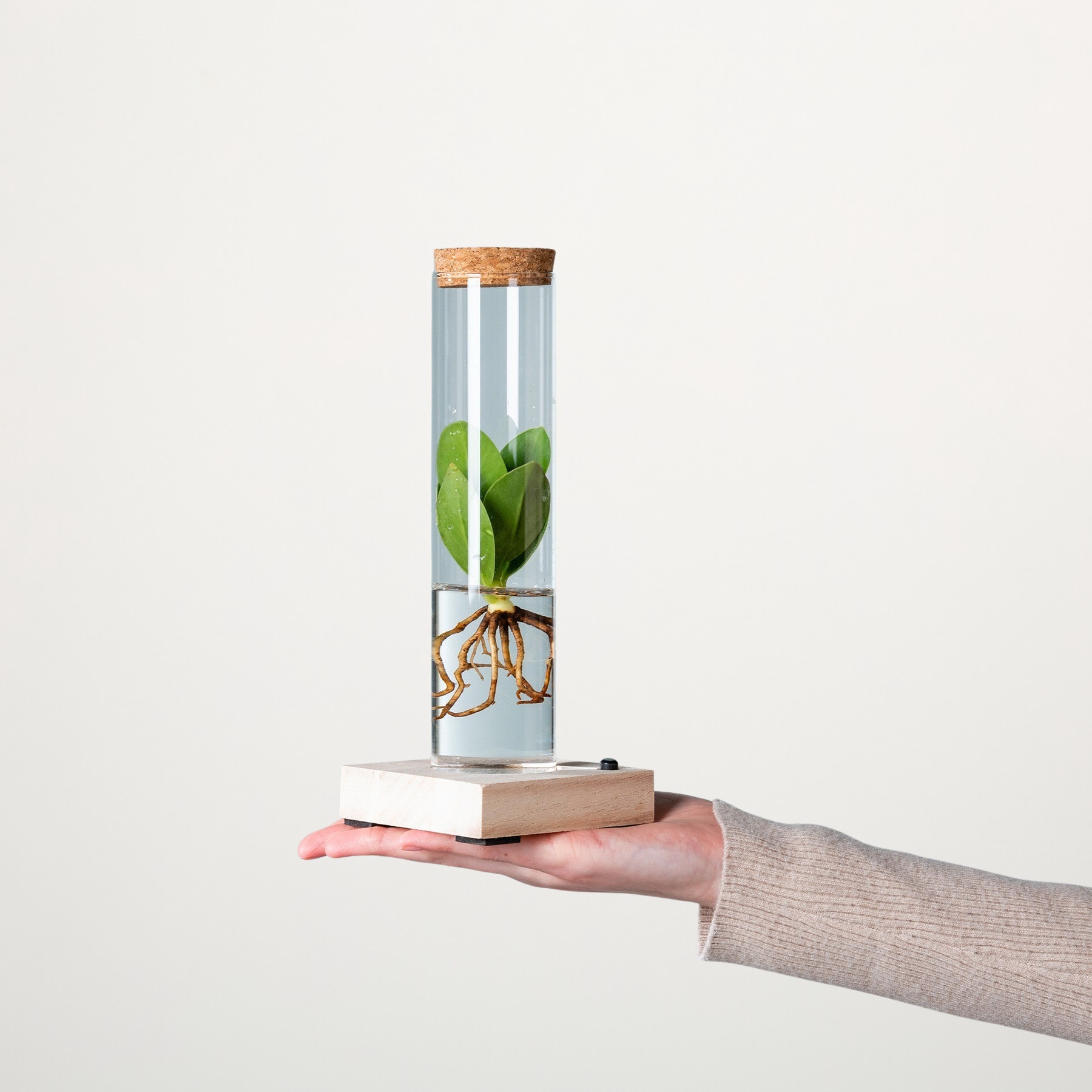 Eine Hand hält vor einem schlichten weißen Hintergrund einen Glasbehälter, in dem eine kleine Pflanze wächst.