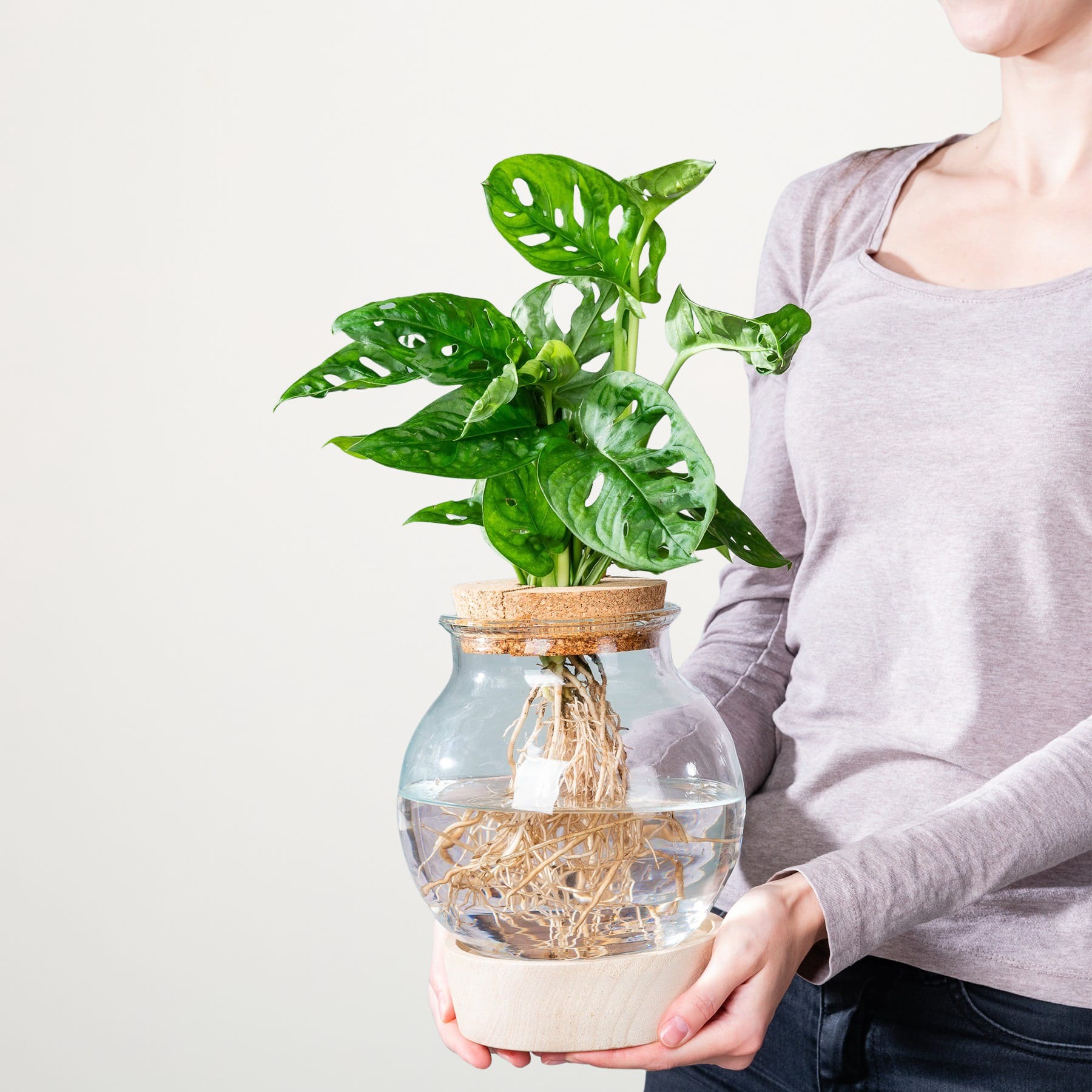 Waterplant Monstera im Kugelglas mit LED