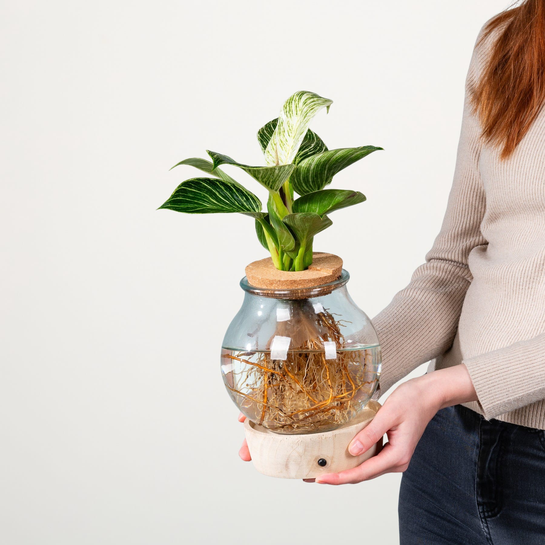 Die Hände einer Person halten vor einem schlichten weißen Hintergrund einen Glasbehälter, in dem eine kleine Pflanze wächst.