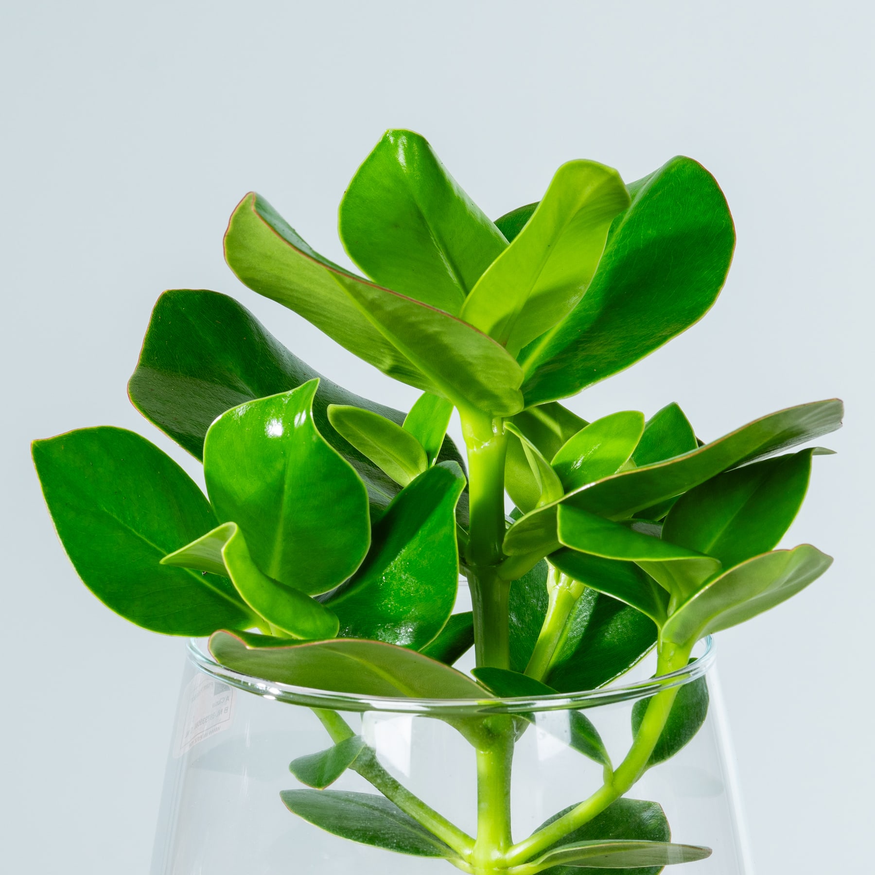 Ein Glasbehälter gefüllt mit üppigen, leuchtend grünen Blättern einer Sukkulente vor einem schlichten, hellen Hintergrund.