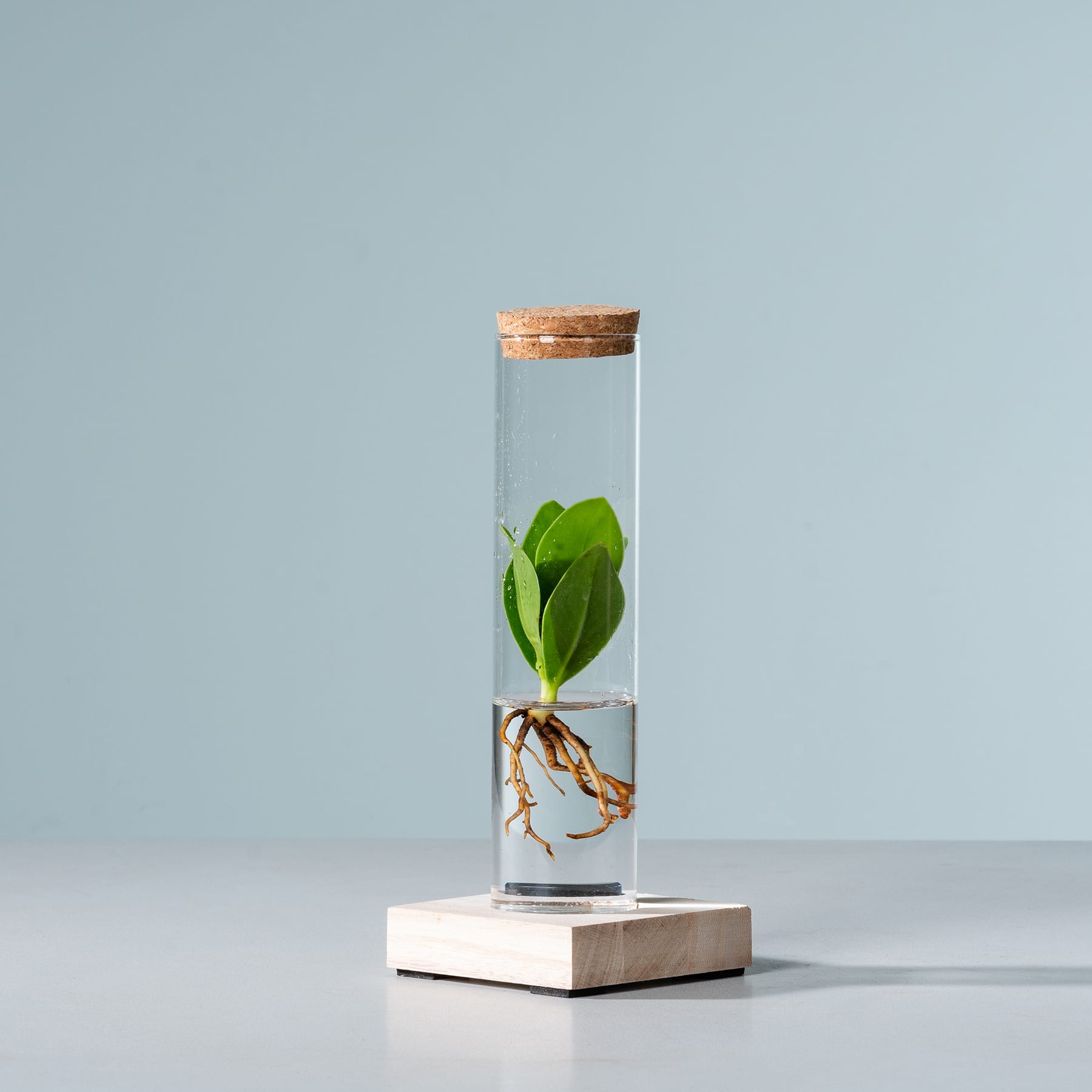 In einem Glasbehälter mit Korkdeckel befindet sich vor einem schlichten blaugrauen Hintergrund eine grüne Pflanze mit sichtbaren Wurzeln.
