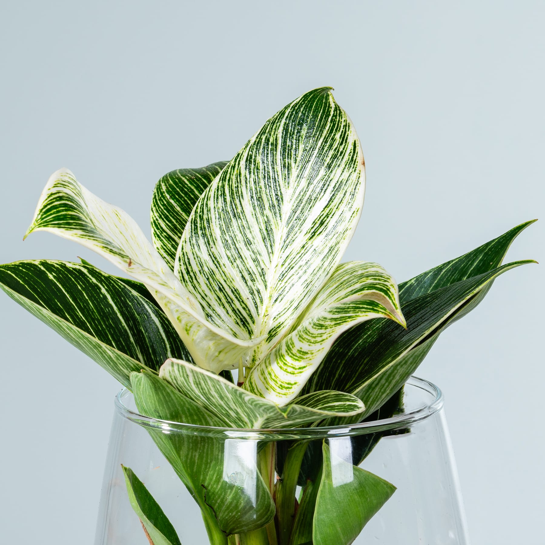 Das Bild zeigt eine leuchtend grüne Pflanze mit großen, gestreiften Blättern in einem Glasbehälter vor einem schlichten, hellen Hintergrund.