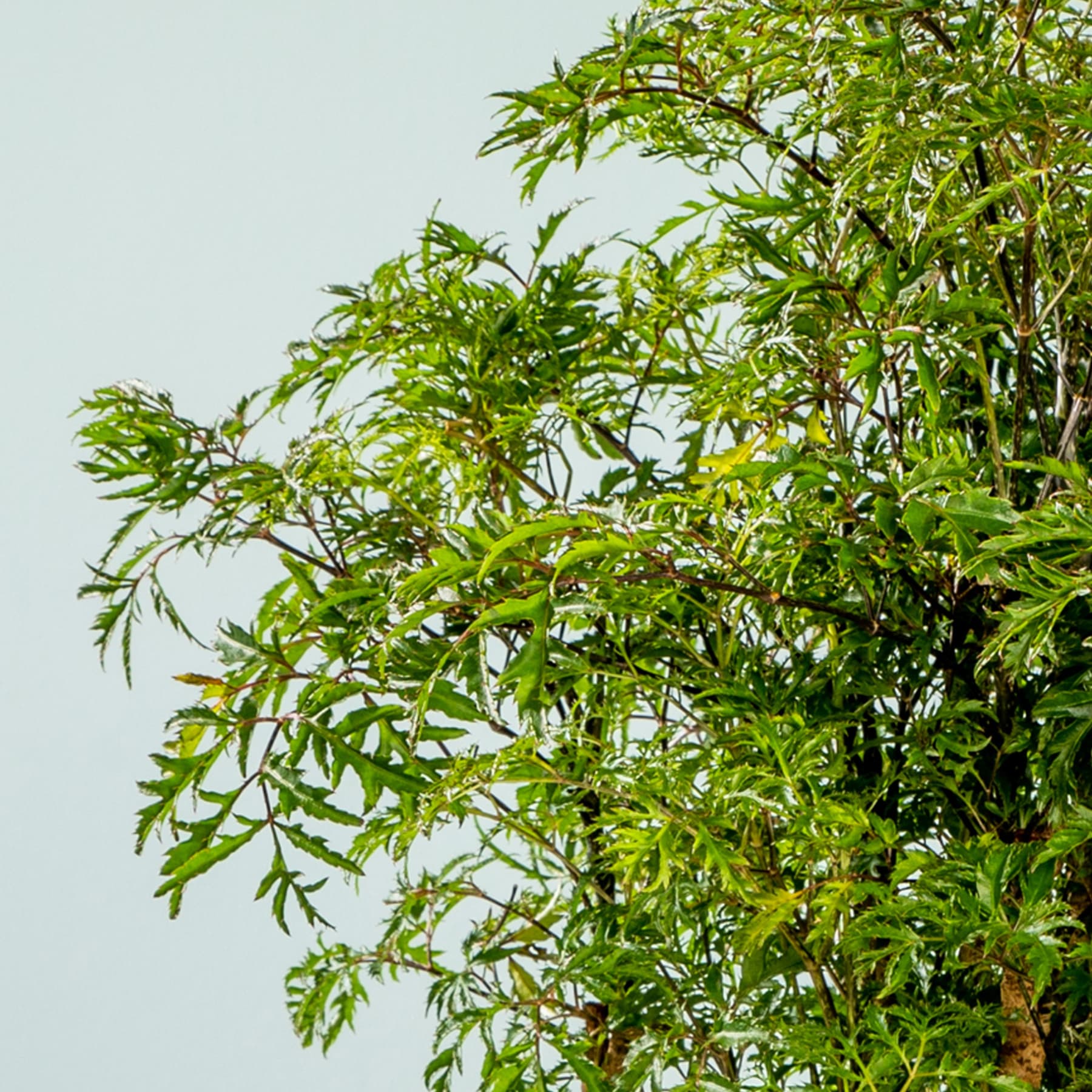 Das Bild zeigt einen üppigen, grünen Baum mit leuchtend grünen Blättern und Zweigen vor einem hellblauen Himmel im Hintergrund.