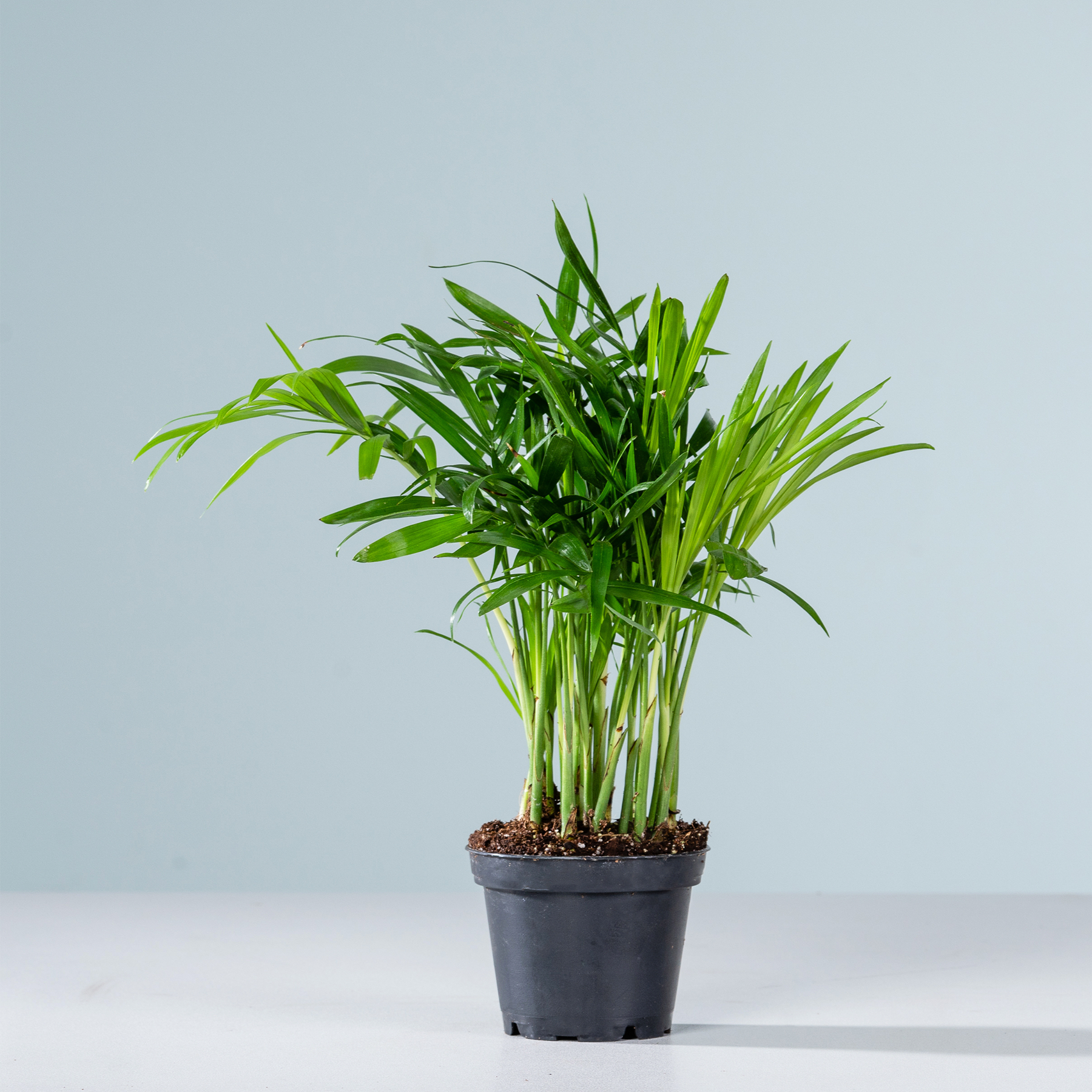 Eine üppige, grüne Topfpflanze mit langen, schlanken Blättern steht vor einem schlichten, hellblauen Hintergrund.