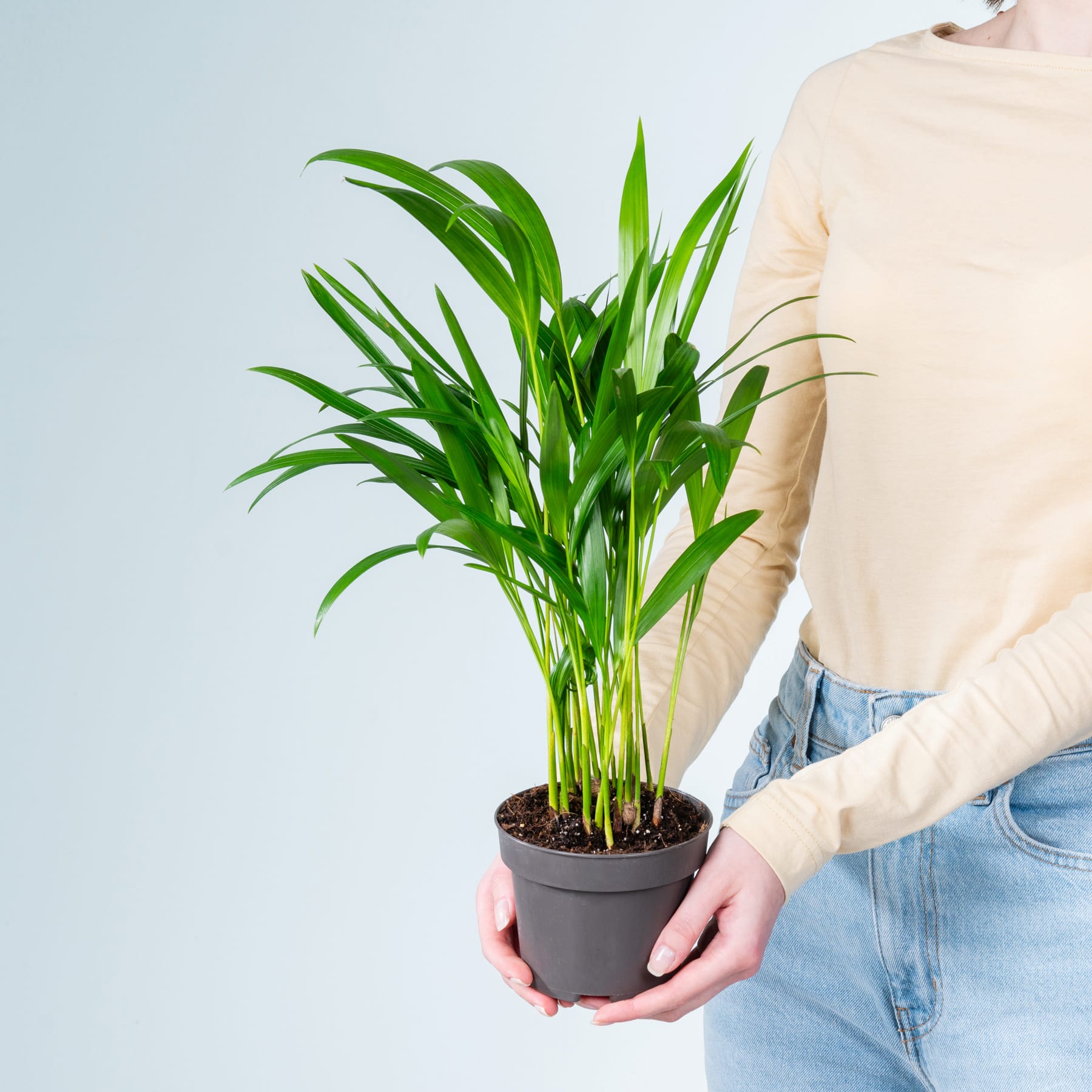 Eine Person in Freizeitkleidung hält eine Topfpflanze mit üppigen grünen Blättern vor einem schlichten hellen Hintergrund.