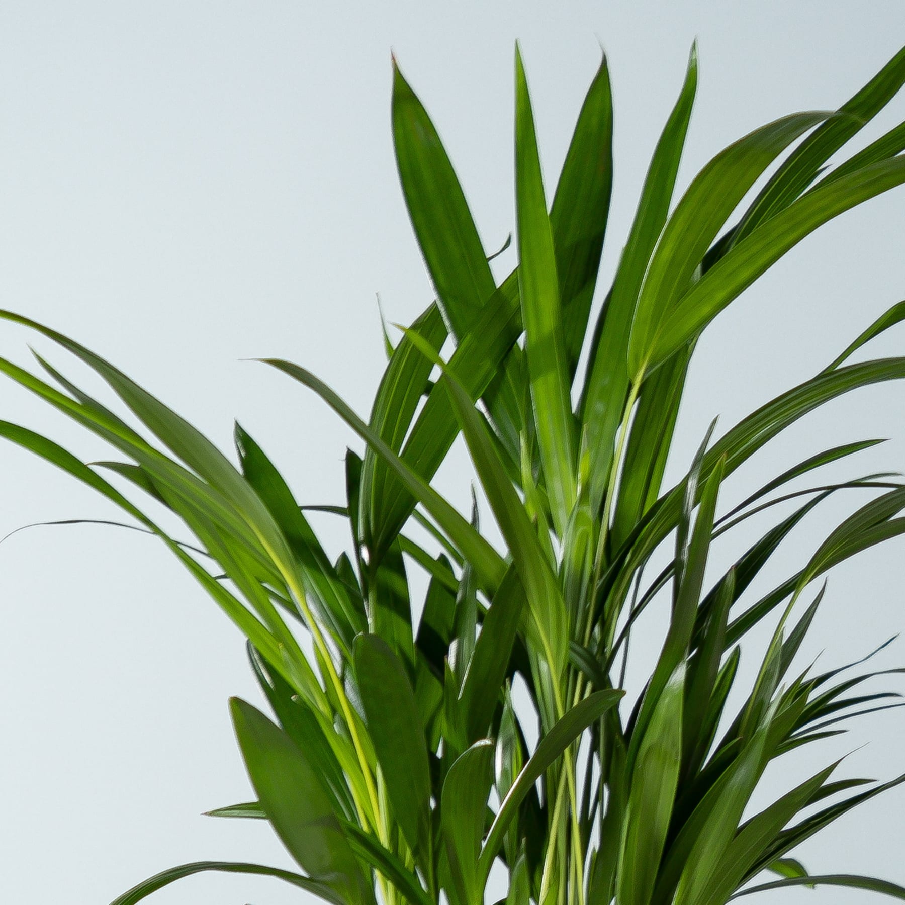 Das Bild zeigt eine üppige, grüne Pflanze mit langen, schlanken, nach oben ragenden grünen Blättern, die vor einem schlichten, hellen Hintergrund ein lebendiges und natürliches Bild ergeben.