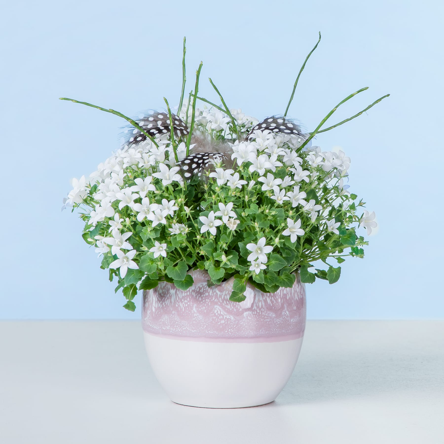 Eine Topfpflanze mit kleinen weißen Blüten und grünen Blättern vor einem hellblauen Hintergrund.