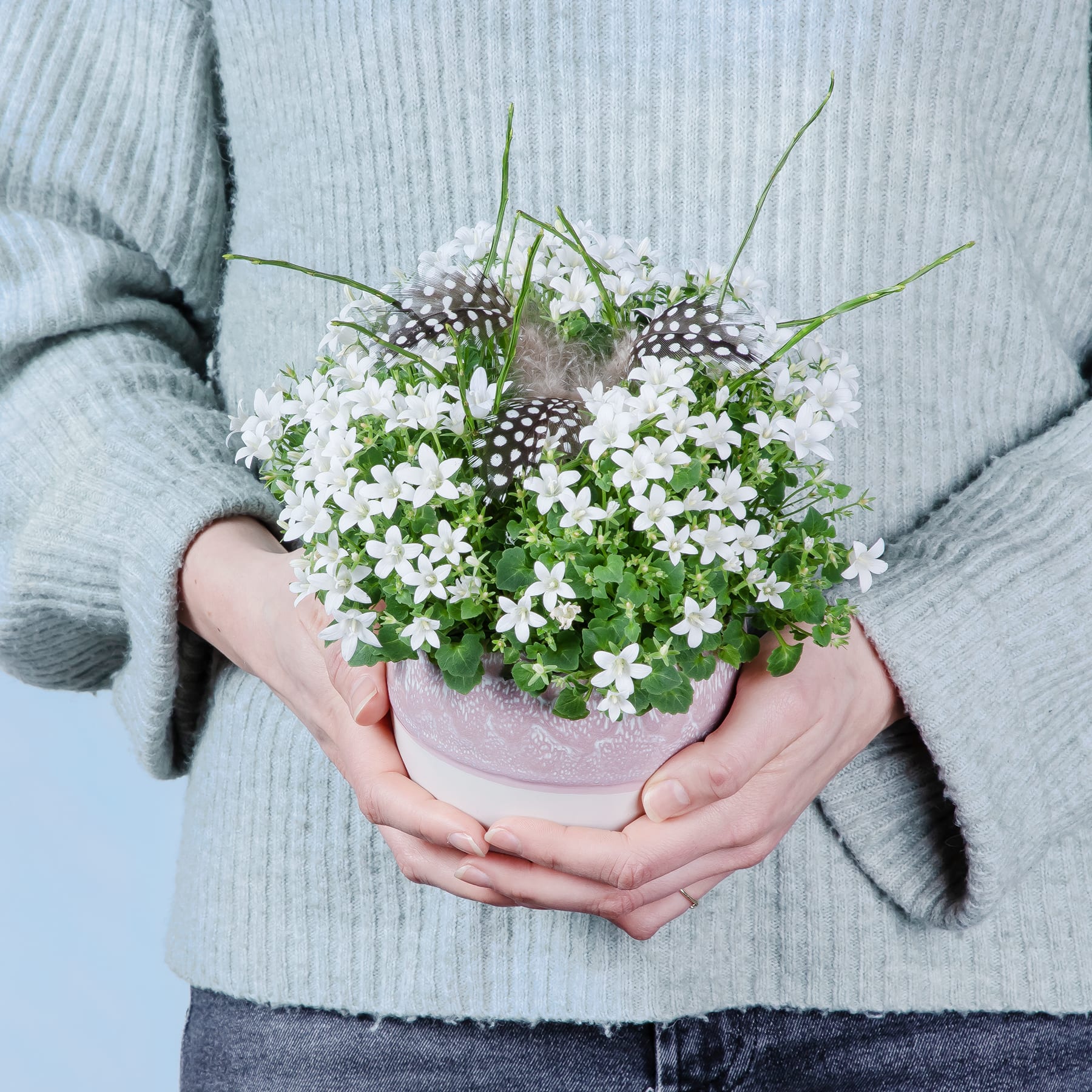 Die Hände einer Person halten eine kleine Topfpflanze mit zarten weißen Blüten vor einem grauen Hintergrund.