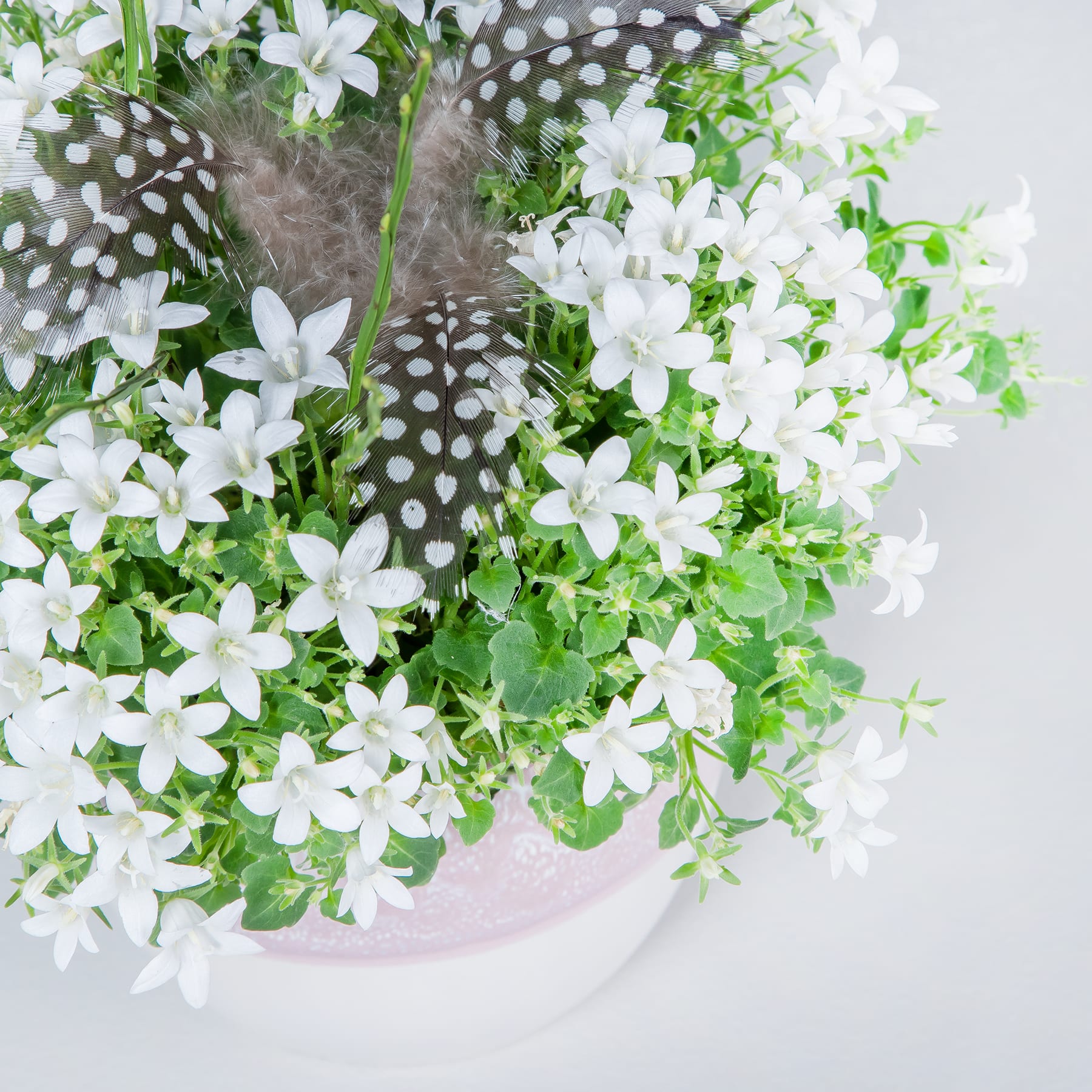 Ein Strauß zarter weißer Blüten mit grünen Blättern und Stielen, arrangiert in einer Vase vor einem hellen Hintergrund mit Tupfenmuster.