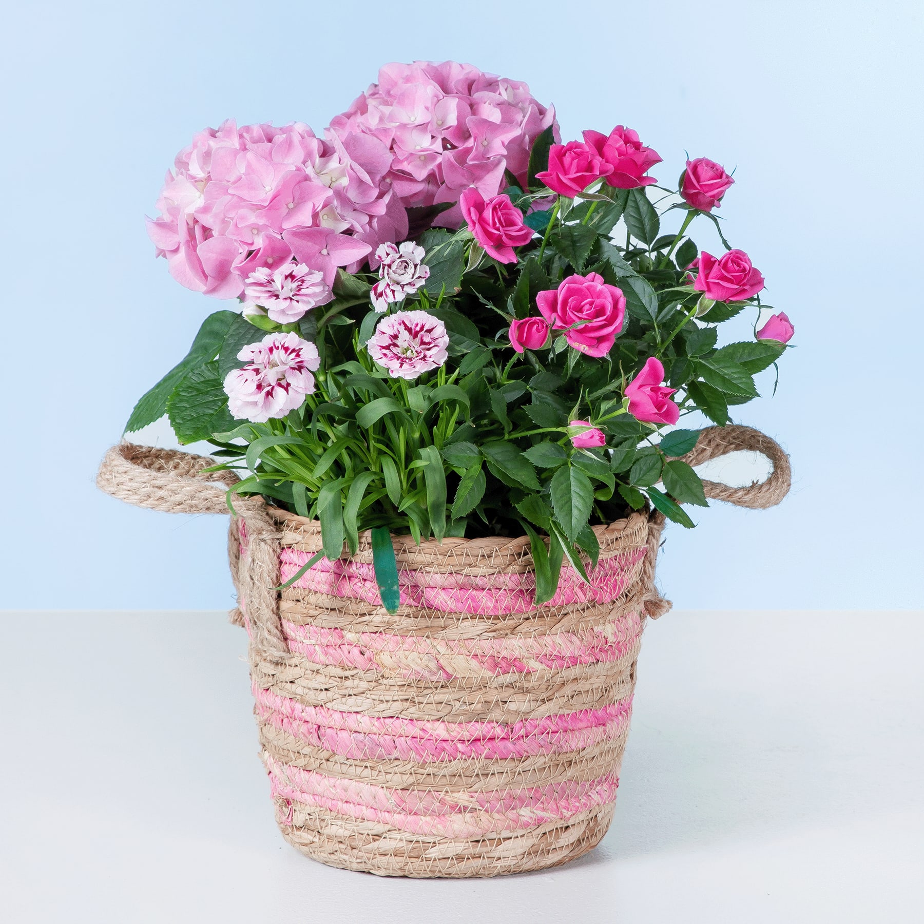 Auf einem hellblauen Hintergrund steht ein geflochtener Korb mit einem farbenfrohen Arrangement aus rosa Hortensien, Rosen und anderen bunten Blumen.
