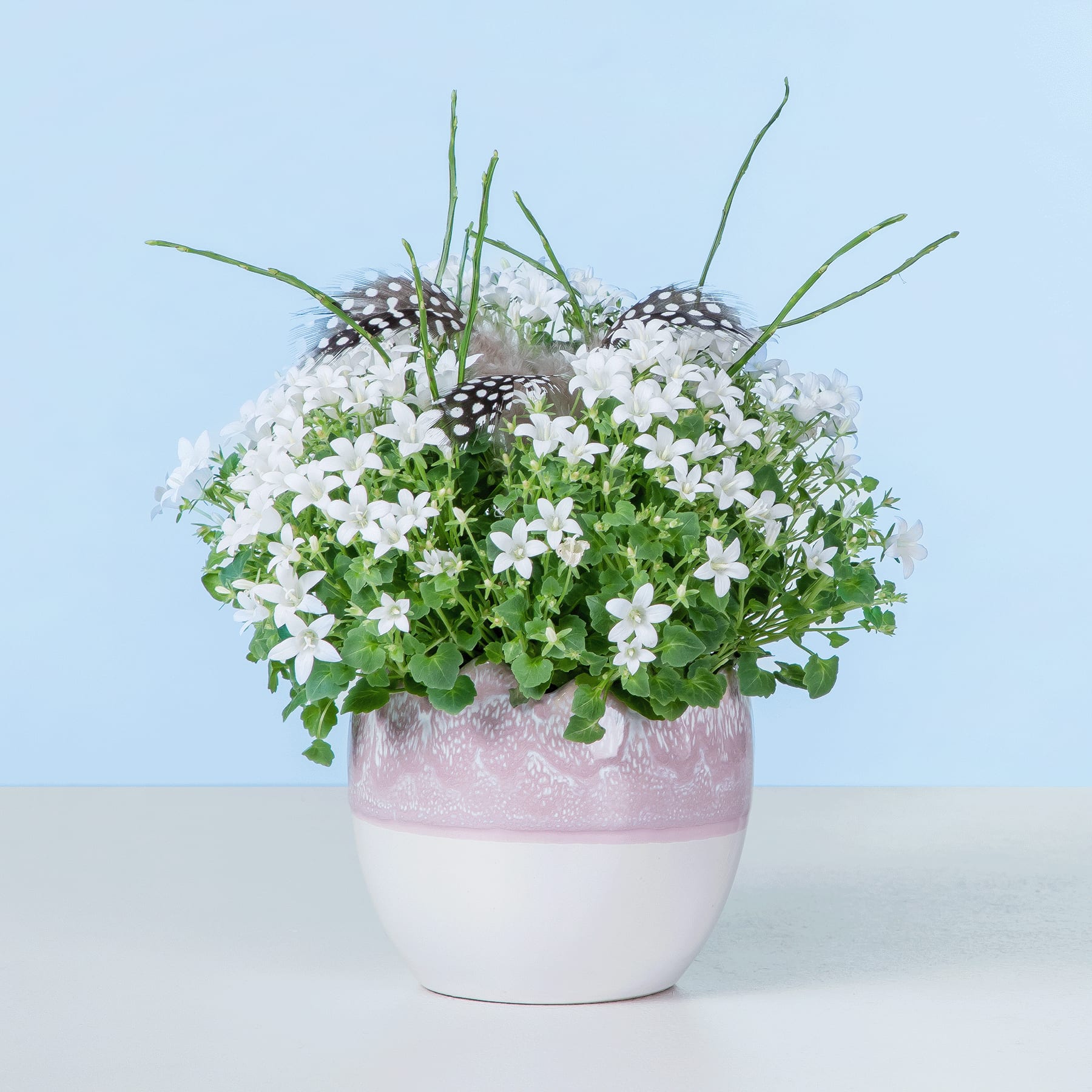 Eine Topfpflanze mit kleinen weißen Blüten und grünen Blättern vor einem hellblauen Hintergrund.