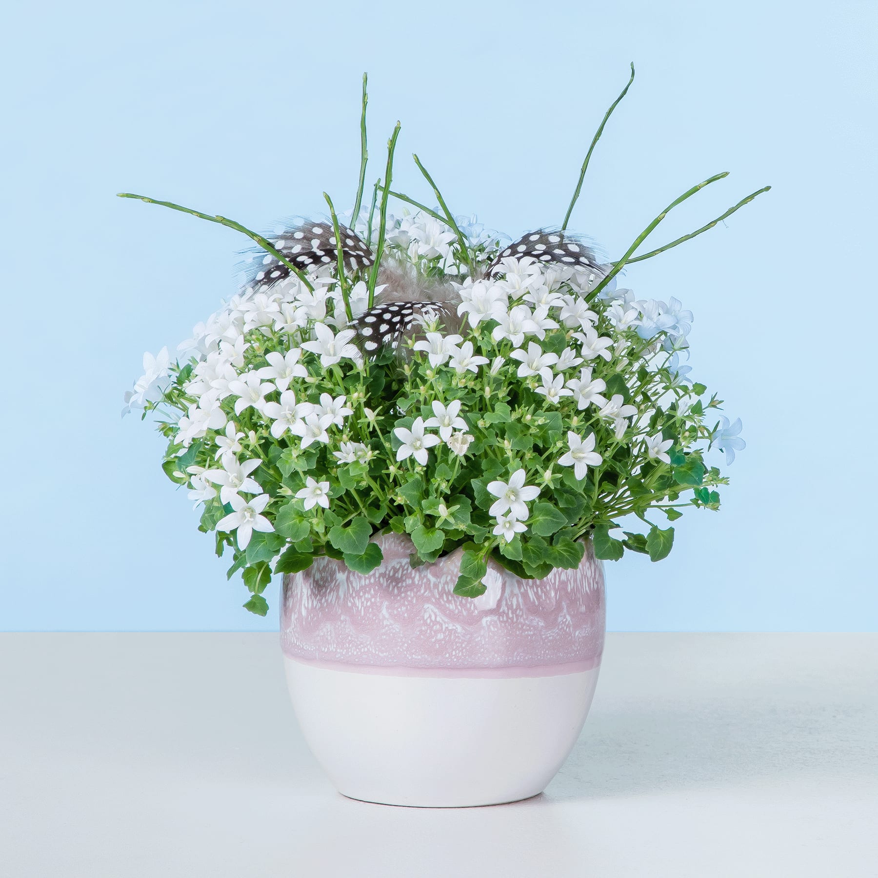 Eine Topfpflanze mit kleinen weißen Blüten und grünen Blättern vor einem hellblauen Hintergrund.