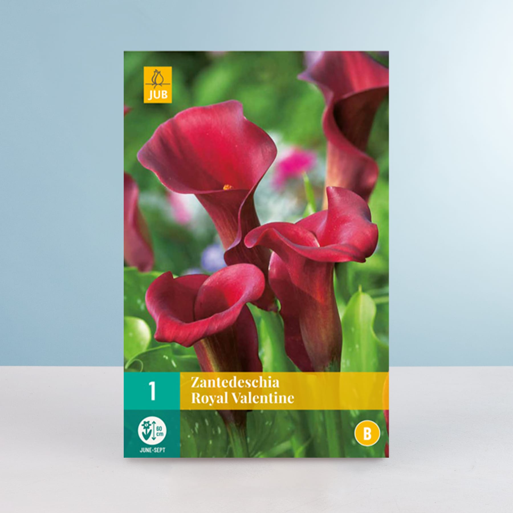 Das Bild zeigt leuchtend rote Calla-Lilienblüten im Vordergrund vor einem unscharfen grün-blauen Hintergrund.