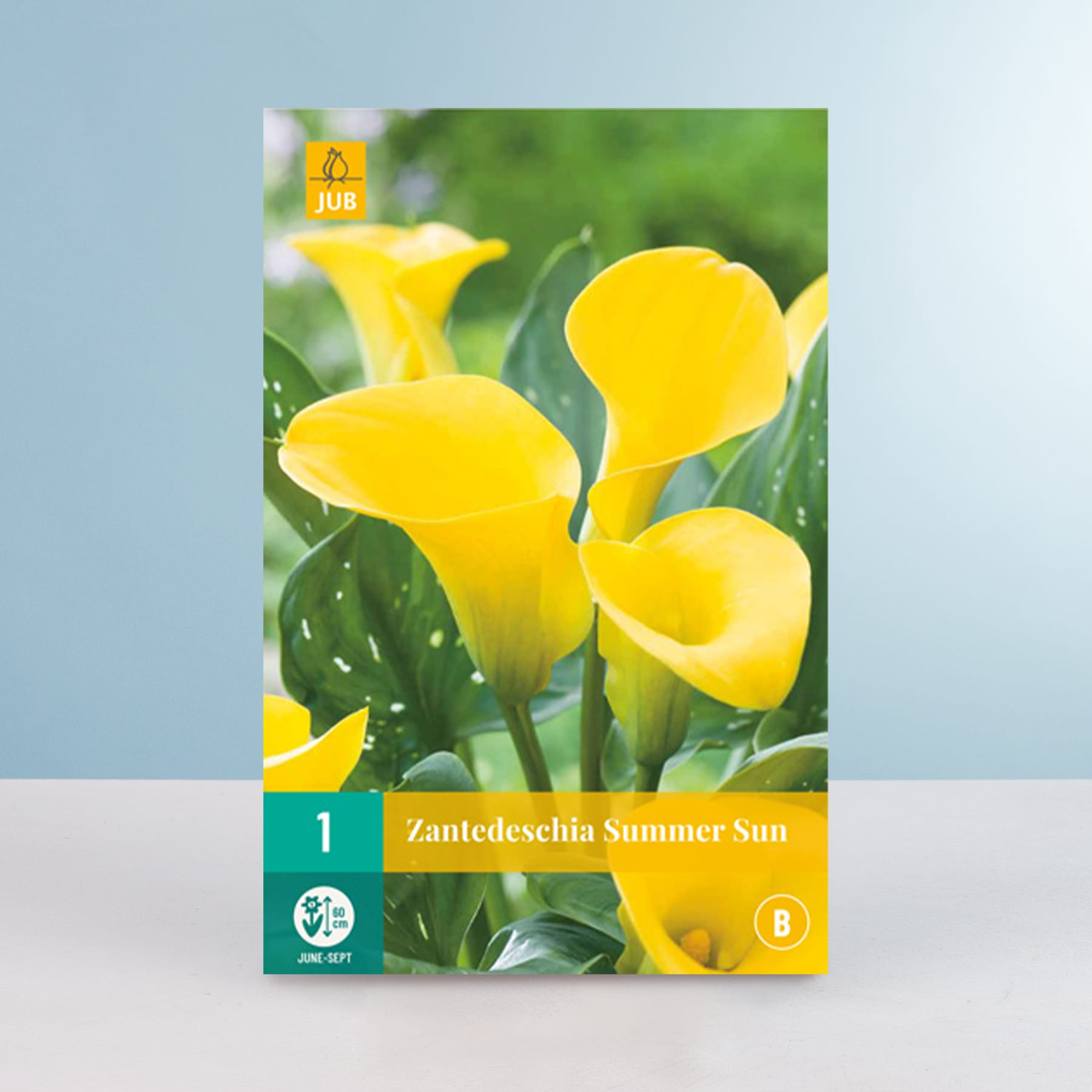 Leuchtend gelbe Calla-Lilien heben sich von dem verschwommenen grünen Laubhintergrund ab und schaffen eine ruhige und natürliche Szene.