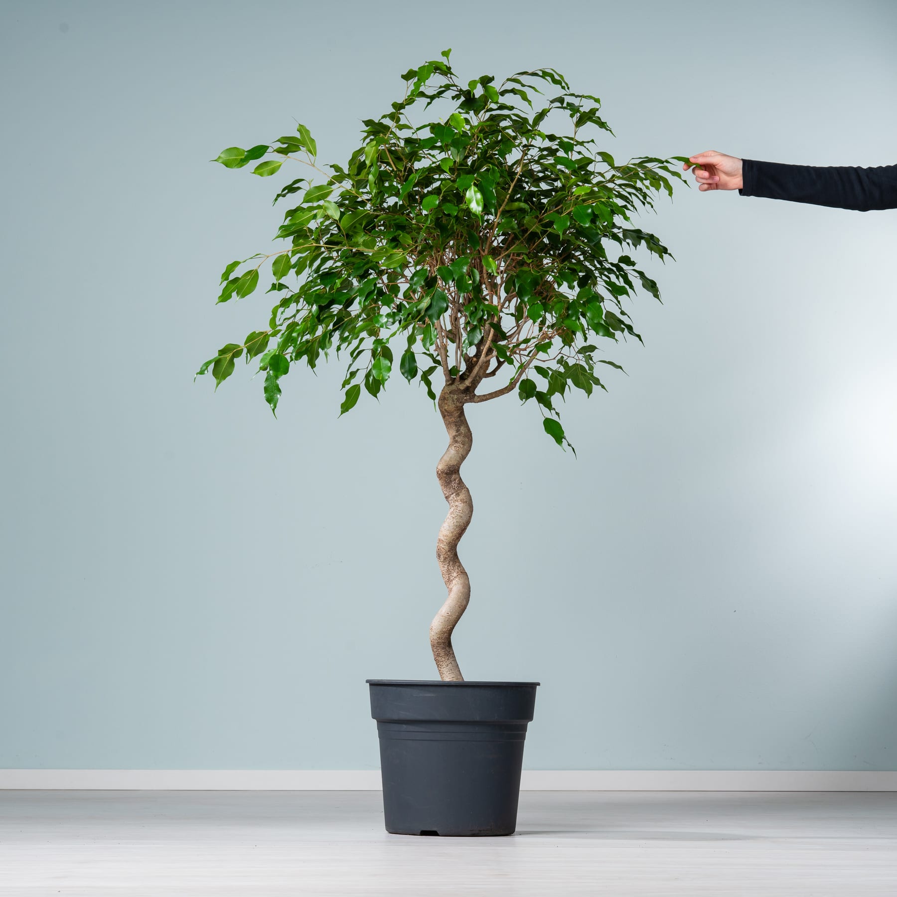 Vor einer schlichten, hellen Wand steht ein Bonsai-Baum im Topf mit verdrehtem, knorrigen Stamm und üppigem grünen Laub.